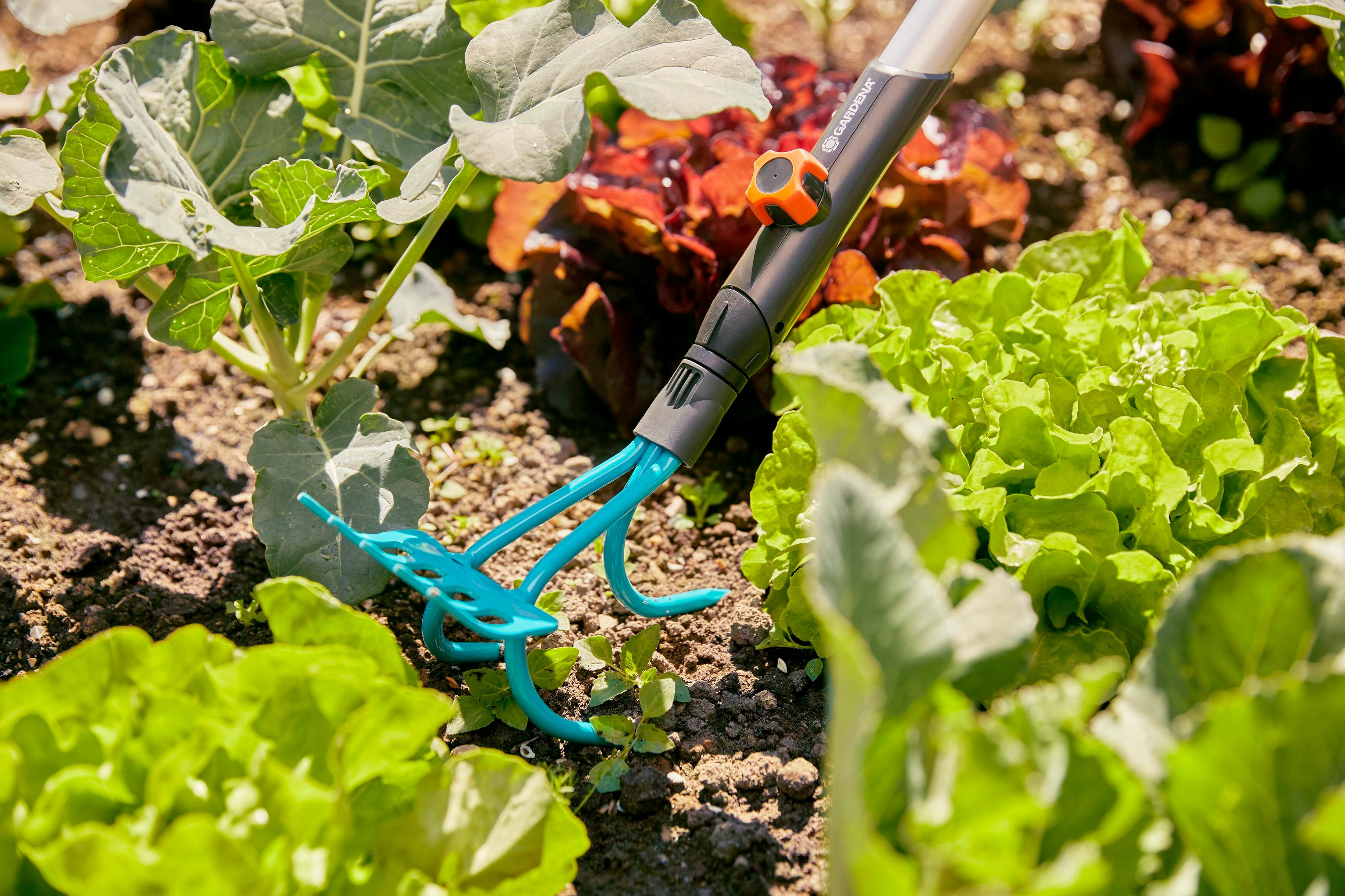 Un attrezzo da giardino con denti blu tra piante di lattuga verdi e rosse.