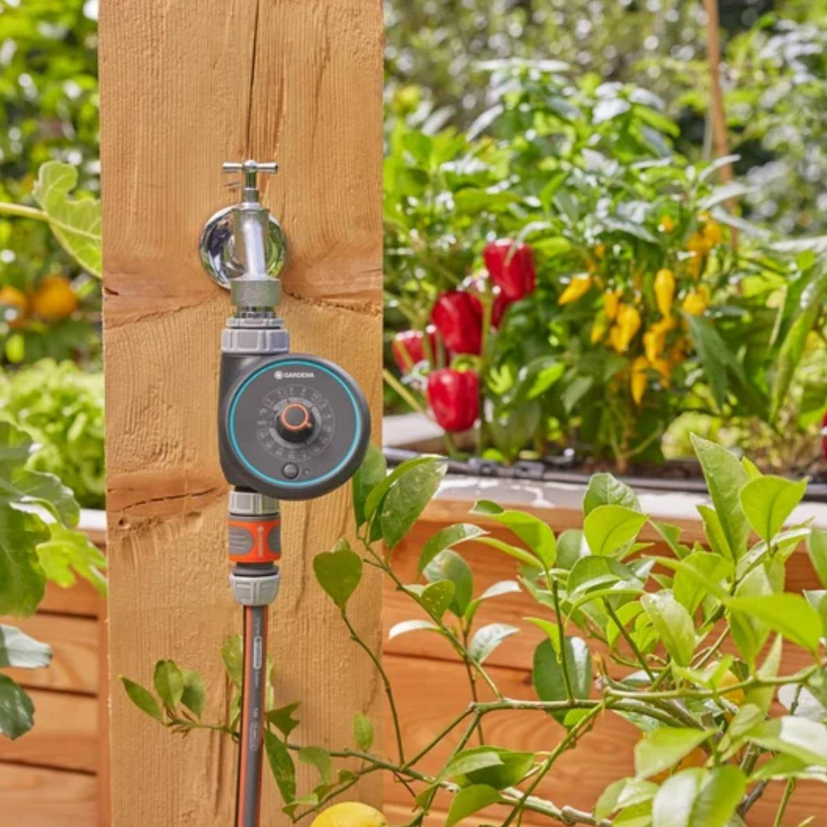 Un timer per l'acqua è attaccato a un rubinetto su un palo di legno, vicino a un giardino di peperoni.