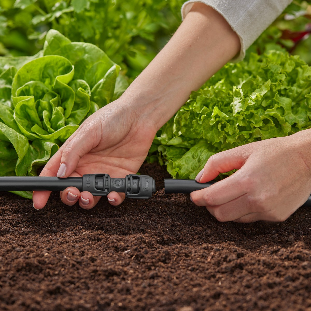 Mani che collegano un tubo di irrigazione nero vicino a piante di lattuga.
