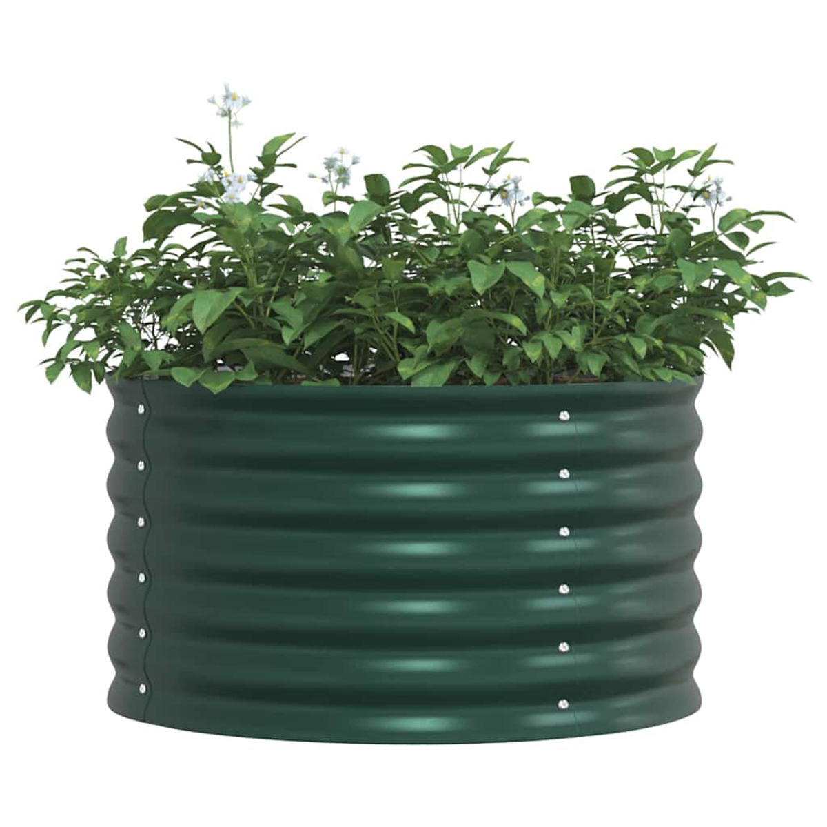 Un fioriera rialzata verde ondulata riempita di piante verdi con piccoli fiori bianchi.
