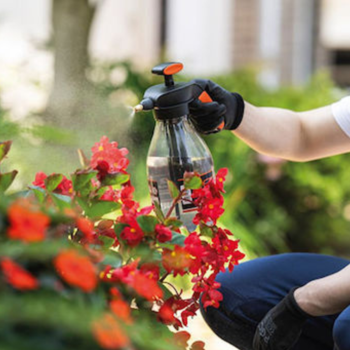 A gloved hand sprays red flowers with a spray bottle in a garden.