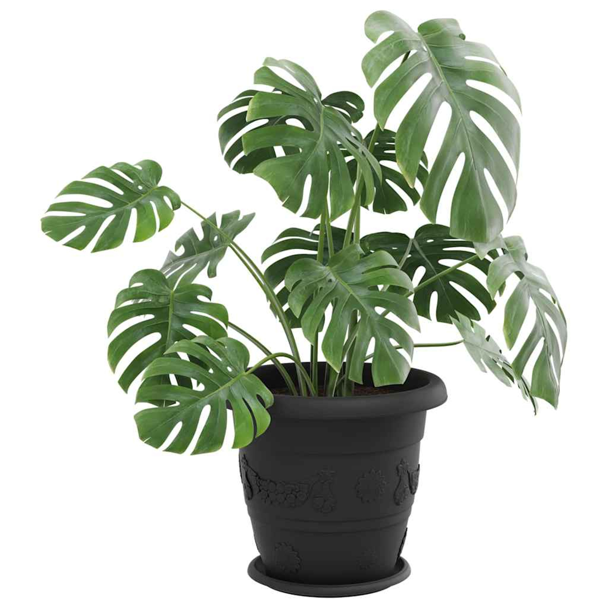 Una grande pianta verde Monstera in un vaso decorativo nero su sfondo bianco.