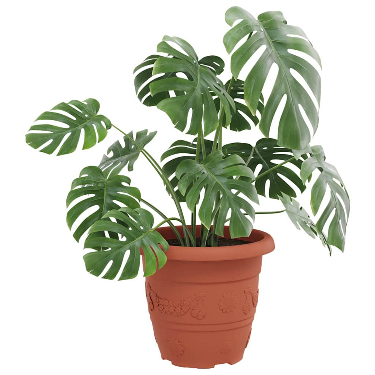 Una pianta Monstera verde in un vaso di terracotta con motivo floreale.