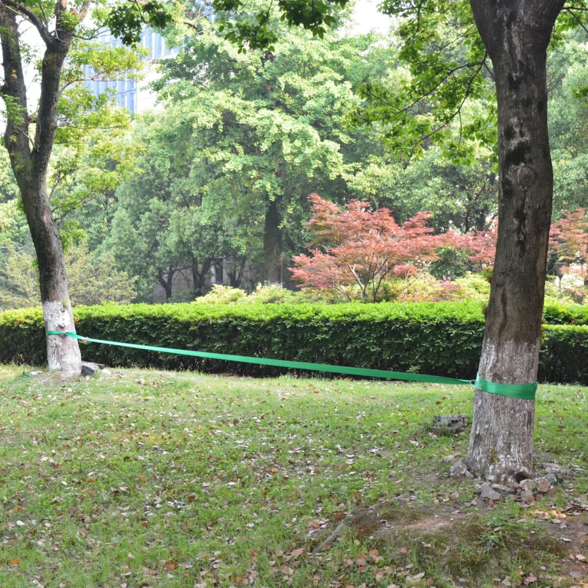 Una slackline verde si tende tra due alberi su un prato con foglie cadute.