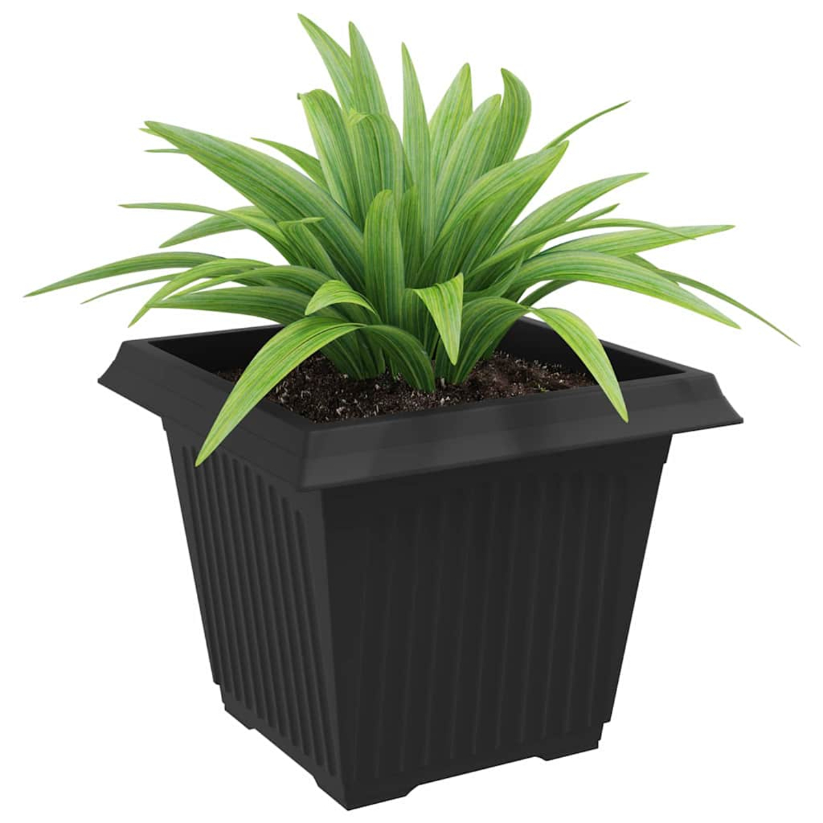 Fioriera nera con pianta verde e terra, su sfondo bianco.