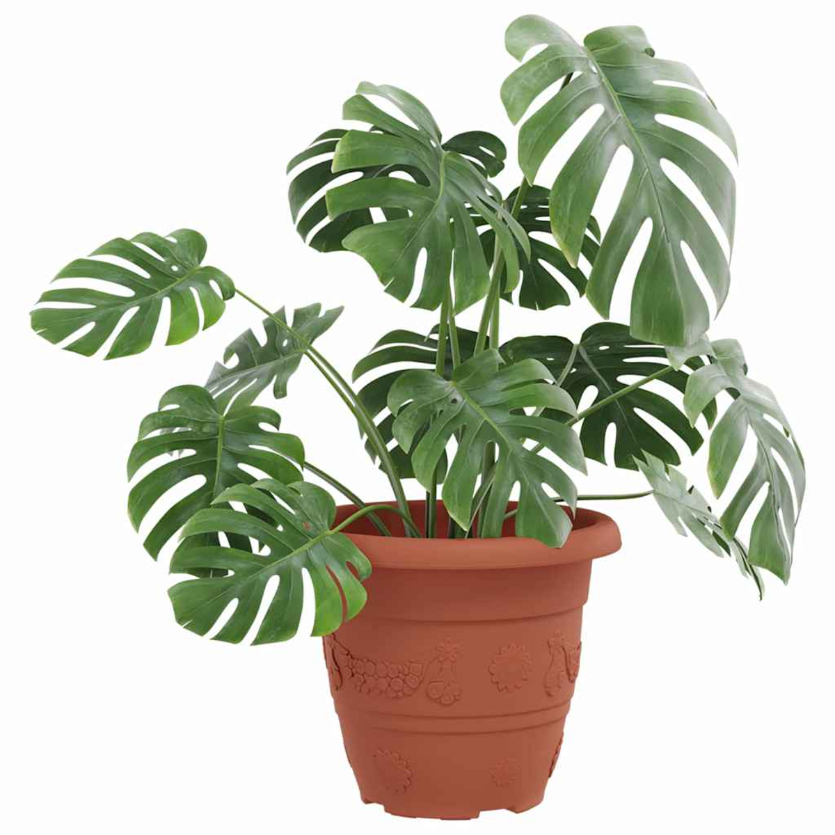 Pianta verde Monstera in un vaso marrone con motivo floreale.
