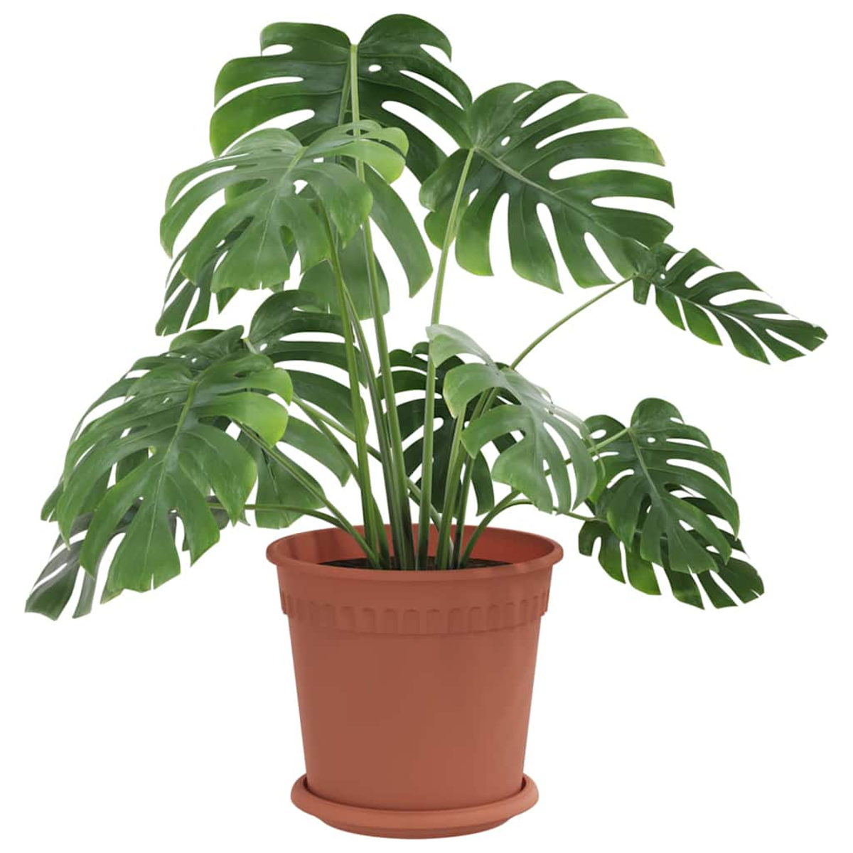 Una pianta Monstera verde in un vaso marrone con sottovaso.