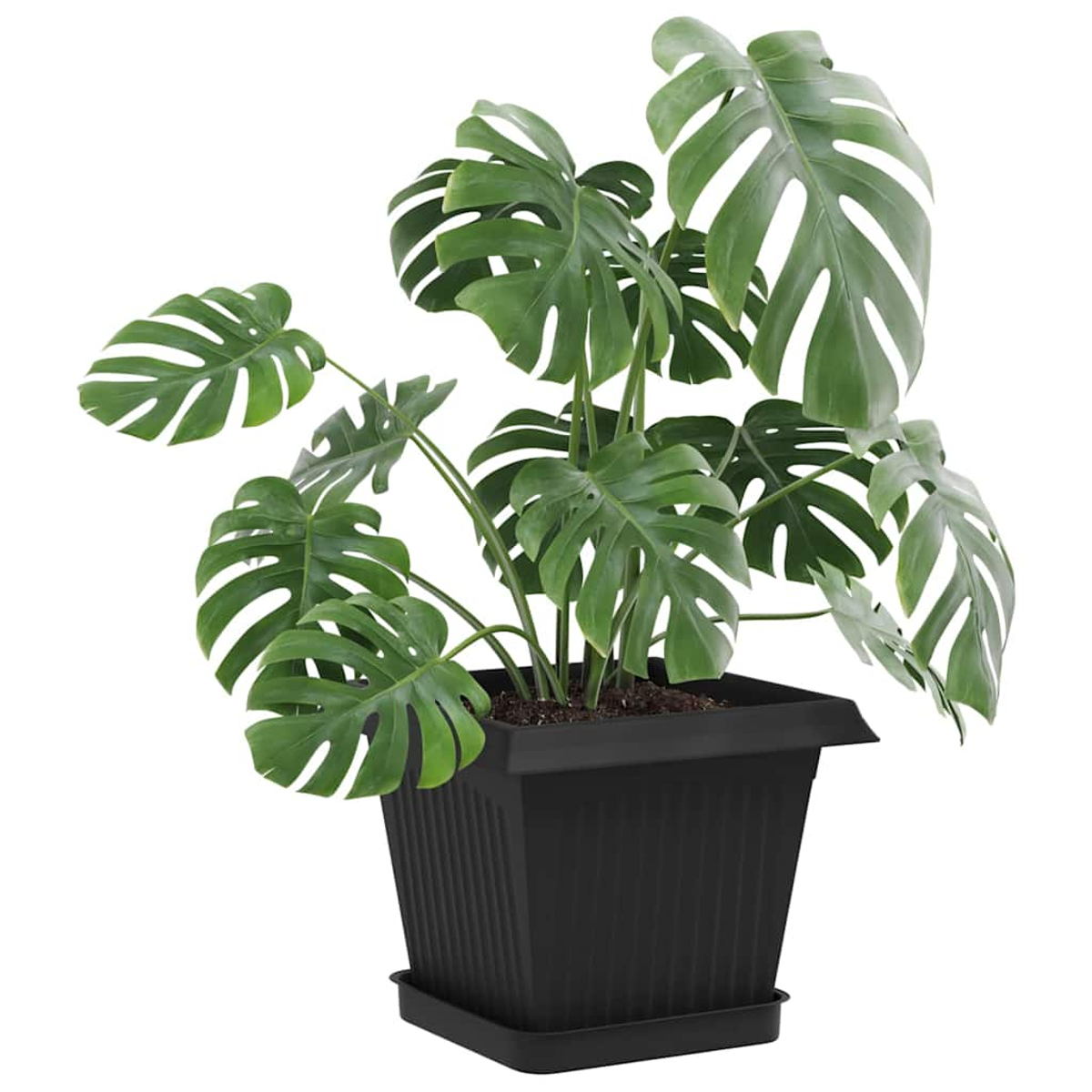 Una pianta Monstera verde in un vaso nero con sottovaso.
