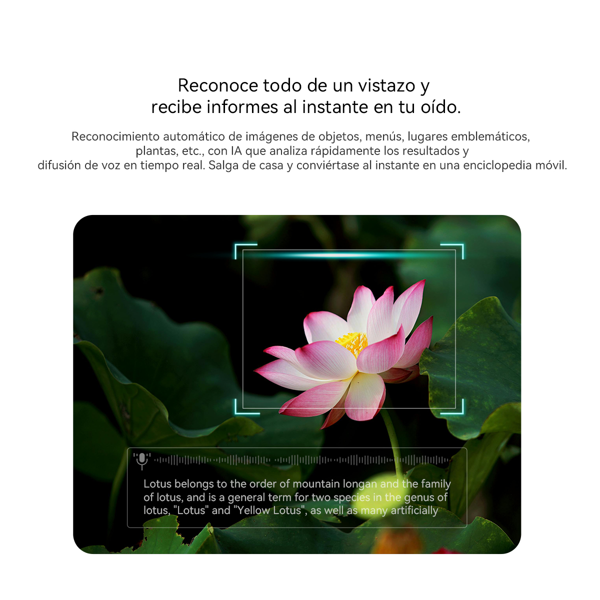 Una flor de loto rosa y blanca con hojas verdes, enmarcada por un escáner y texto.