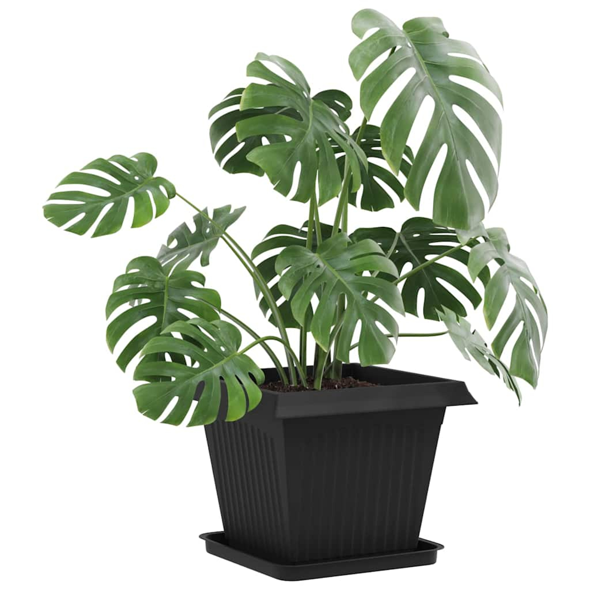 Pianta Monstera verde in vaso nero con sottovaso su sfondo bianco.