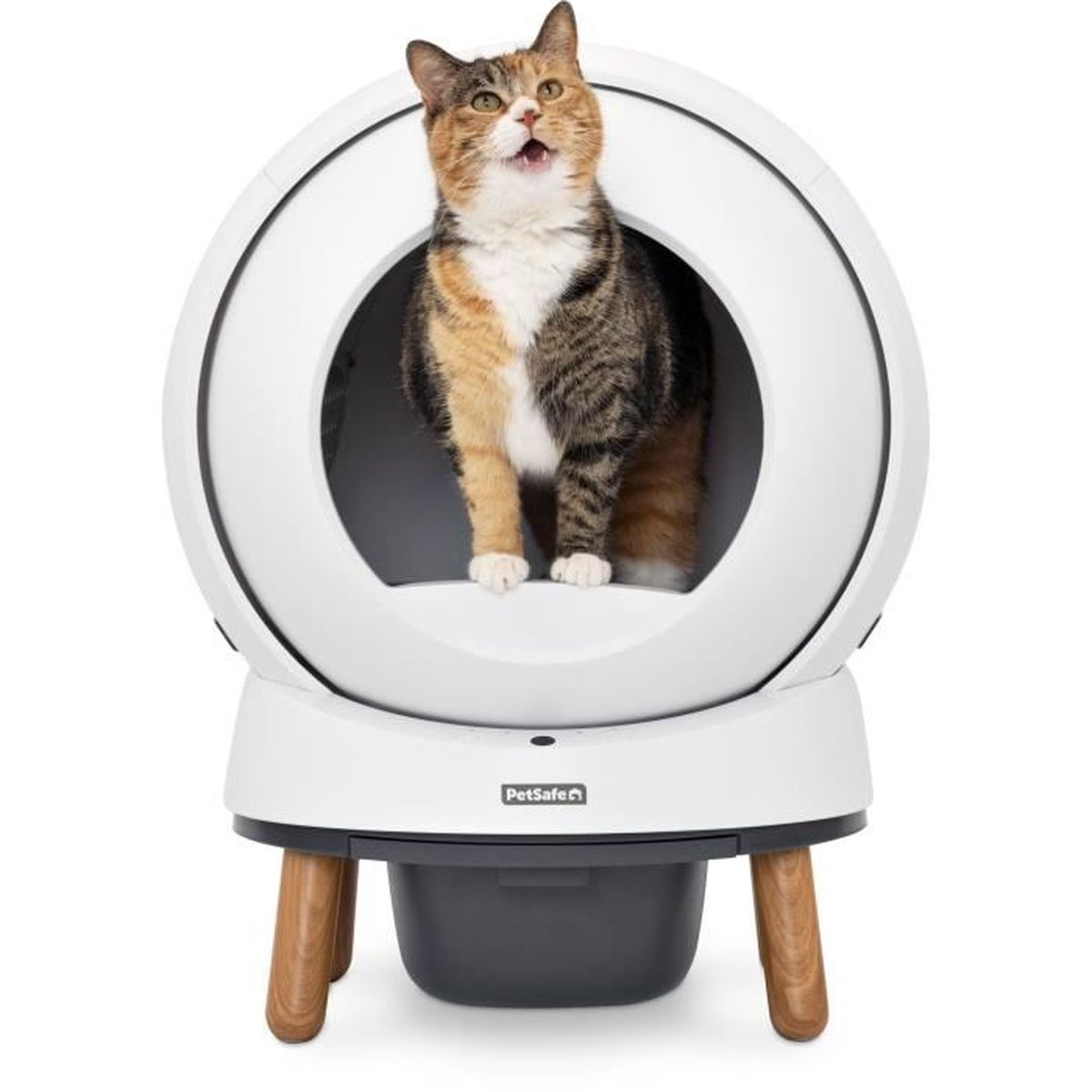 Un gatto calico si trova all'interno di una lettiera bianca, rotonda e autopulente.