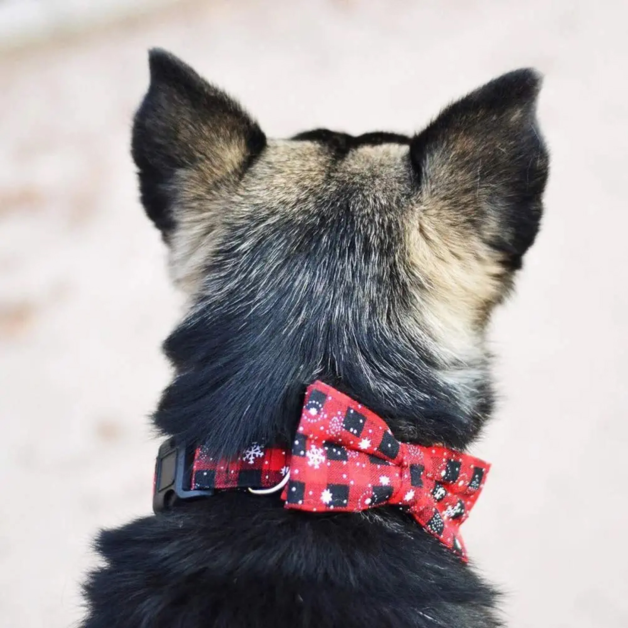 Rückansicht eines Hundes mit roter Schleife mit Schneeflockenmuster.
