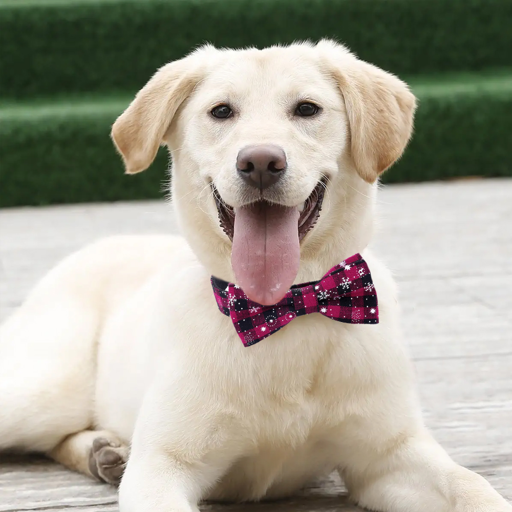 Ein heller Hund mit einem pink-schwarzen Schleifenband liegt auf Holz.