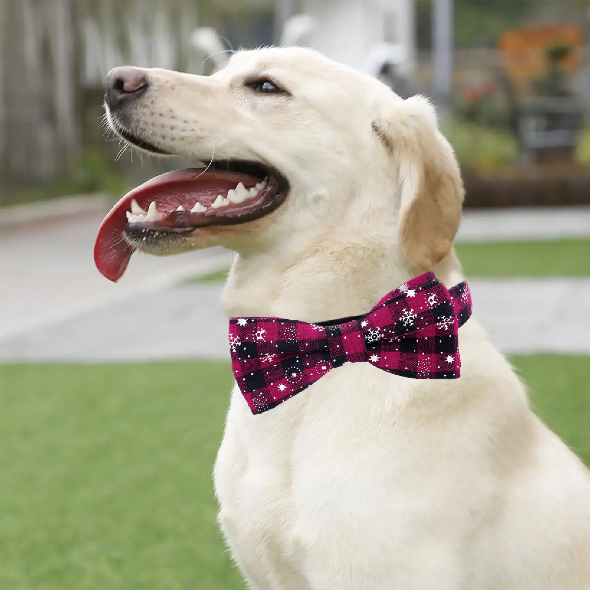 Ein weißer Labrador mit einer rosa-schwarzen Schleife mit Schneeflockenmuster.