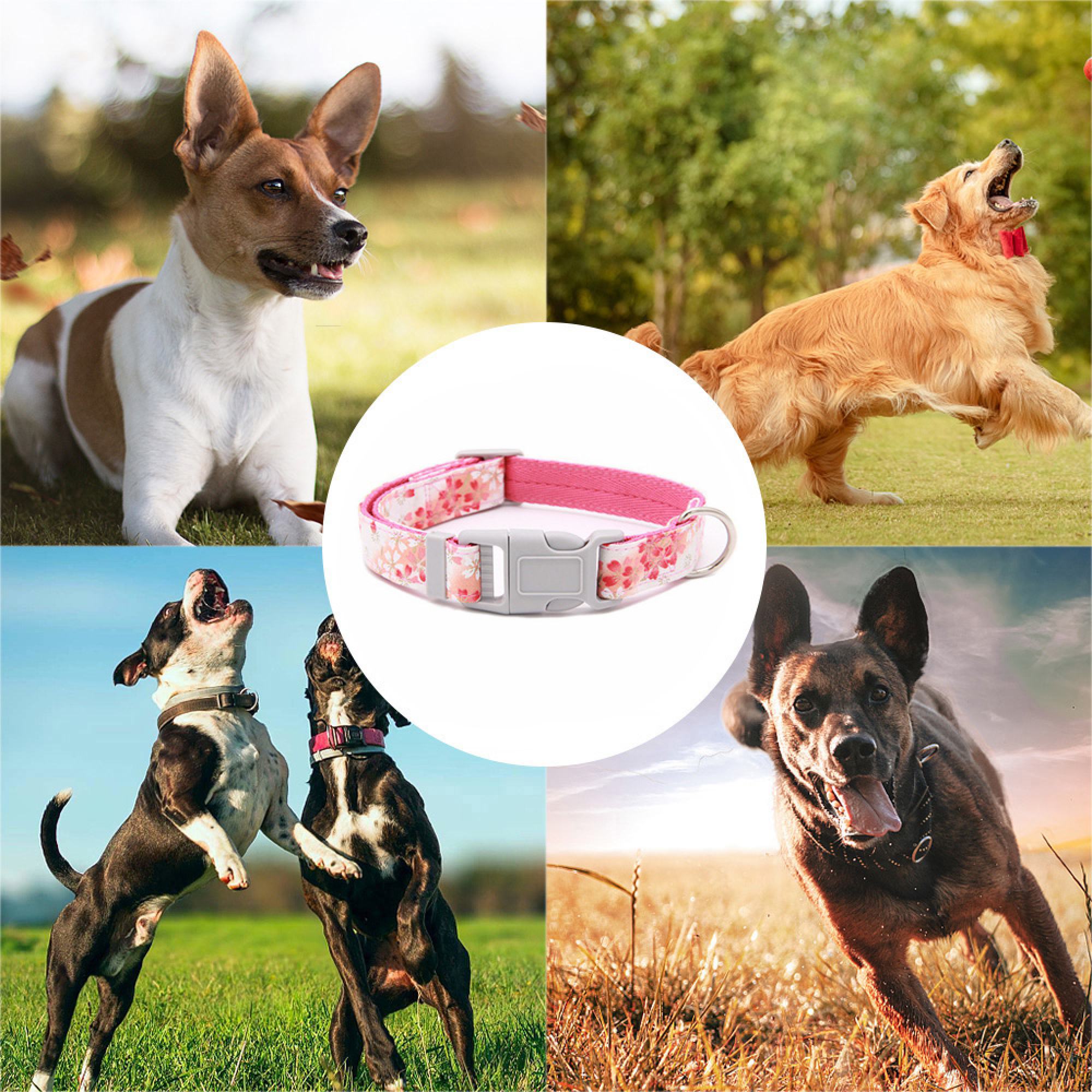 Vier Hunde und ein Halsband auf einer Collage.