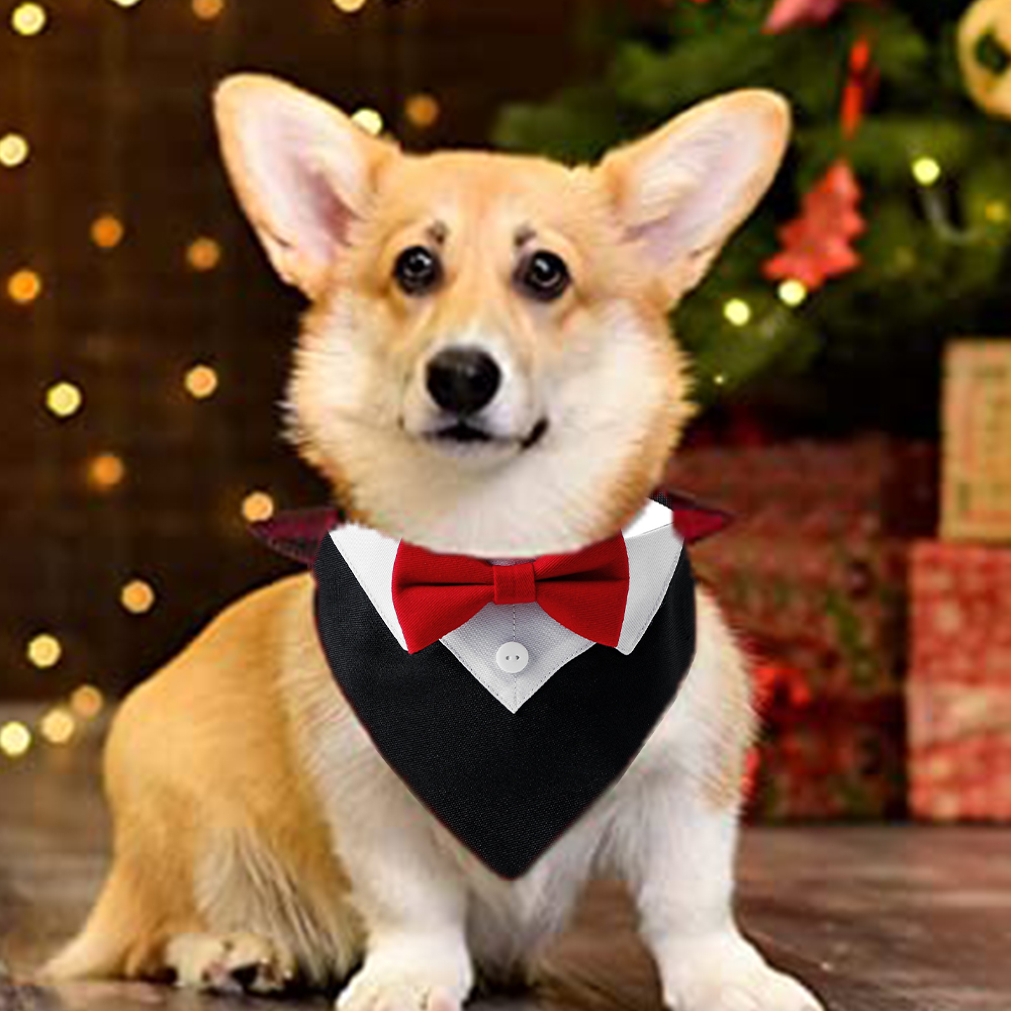 Ein Corgi mit roter Fliege und Smoking-Bandana sitzt vor einem Weihnachtsbaum.