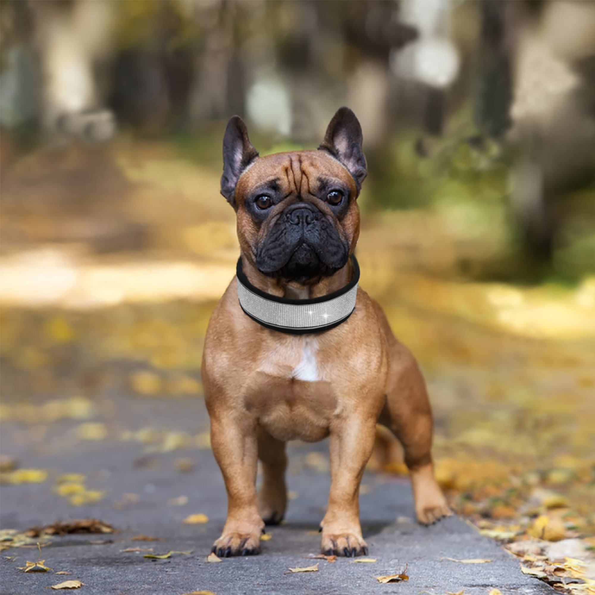 Ein brauner Französischer Bulldogge mit einem geschmückten Halsband steht auf einem Weg im Herbst.
