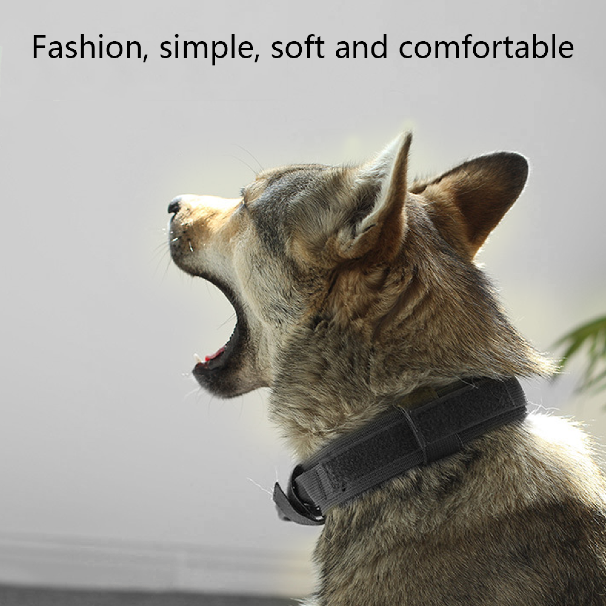 Ein Hund mit einem schwarzen Halsband gähnt vor einem hellen Hintergrund.