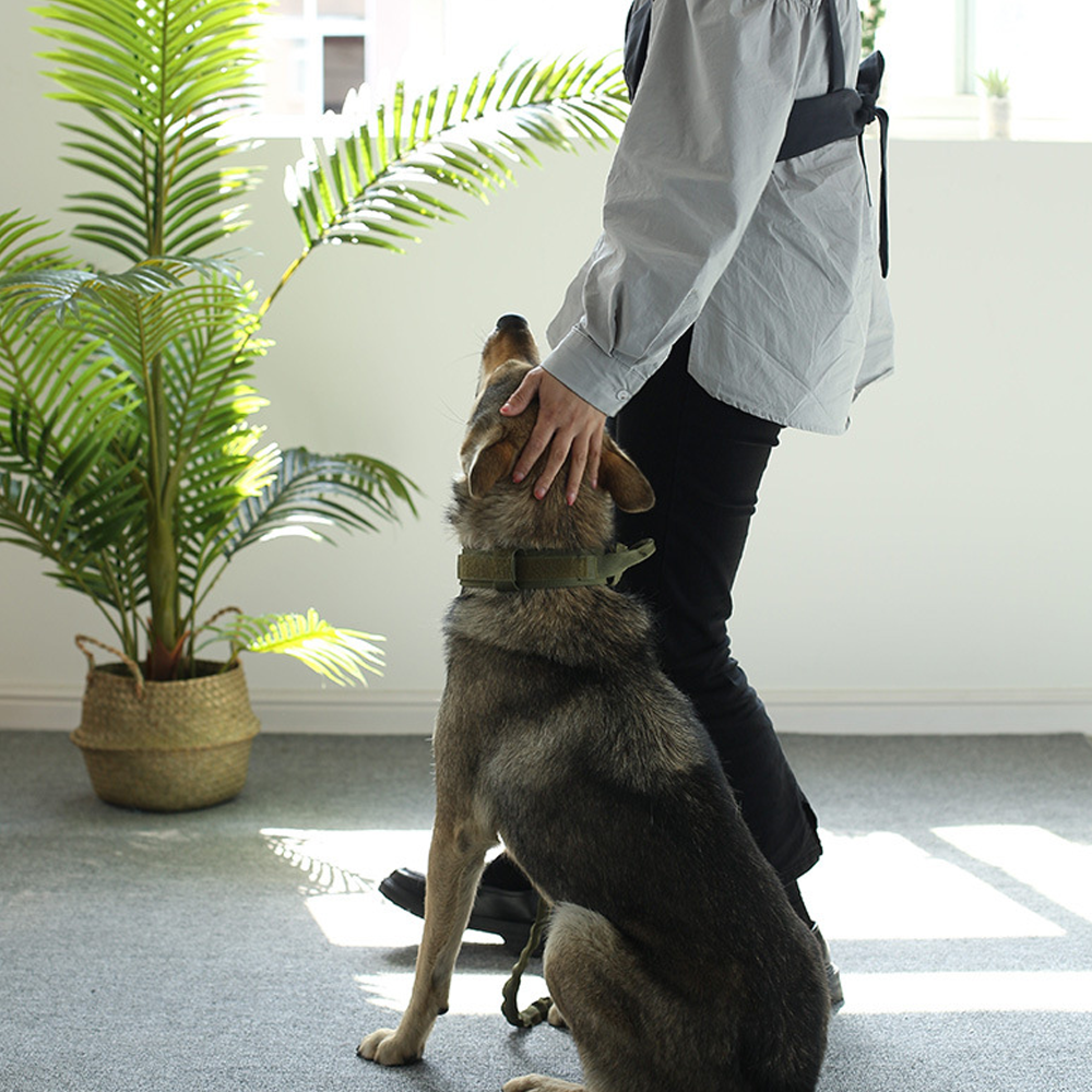 Ein Hund sitzt, während eine Hand seinen Kopf streichelt. Eine Pflanze steht daneben.