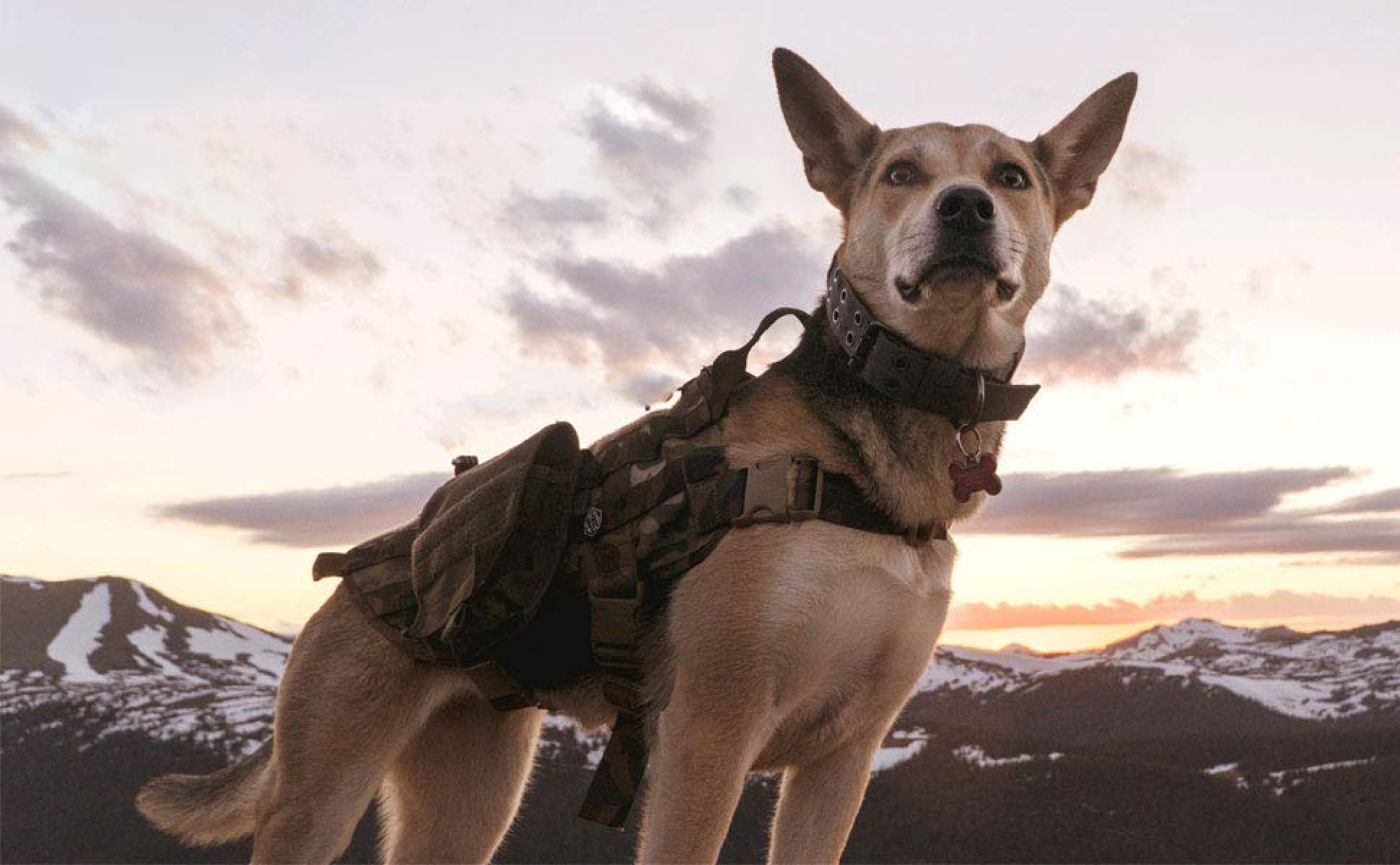 Ein Hund mit Weste und Rucksack steht vor schneebedeckten Bergen bei Sonnenuntergang.