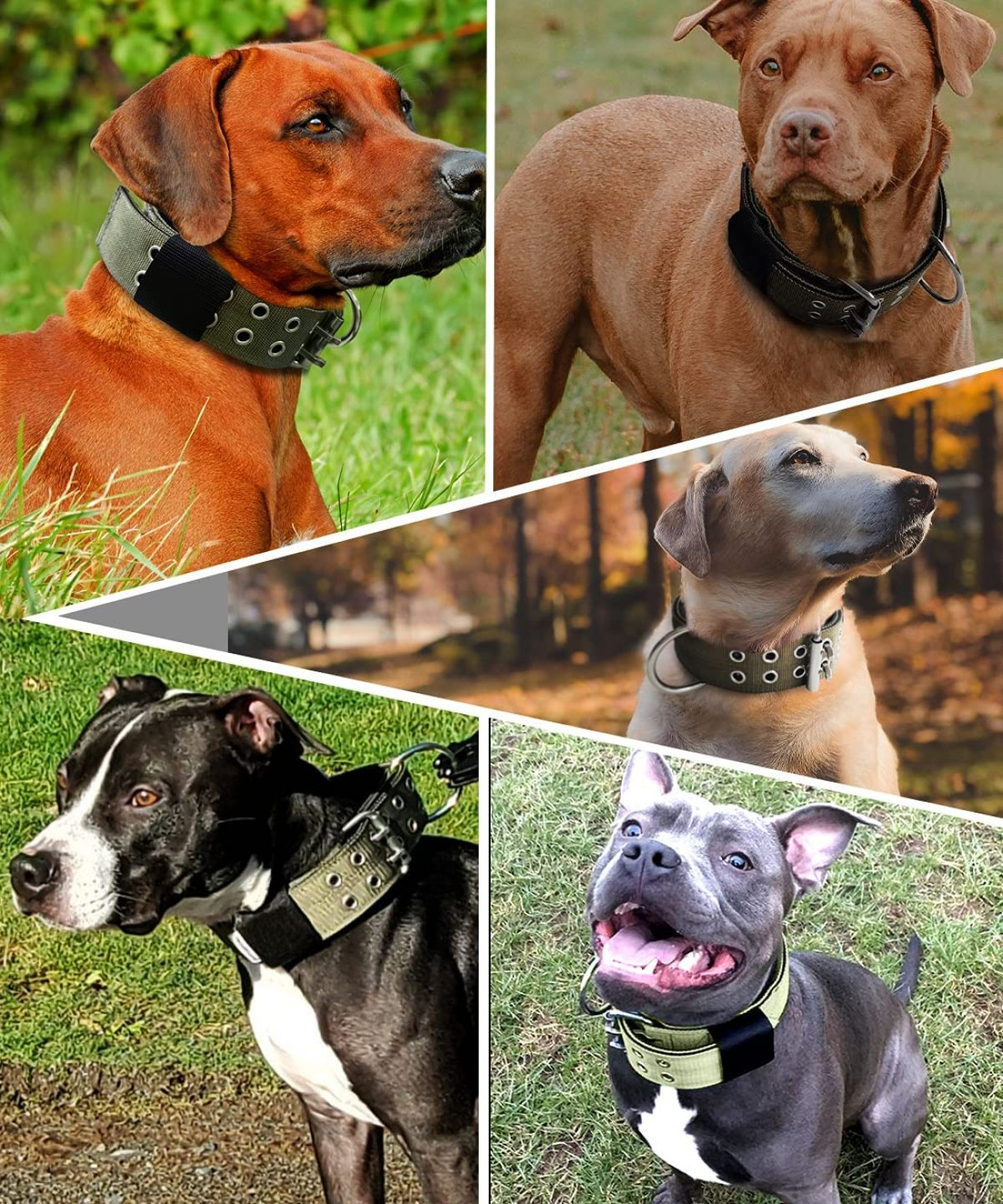 Fünf Hunde mit Halsbändern, aufgeteilt in einer Collage.