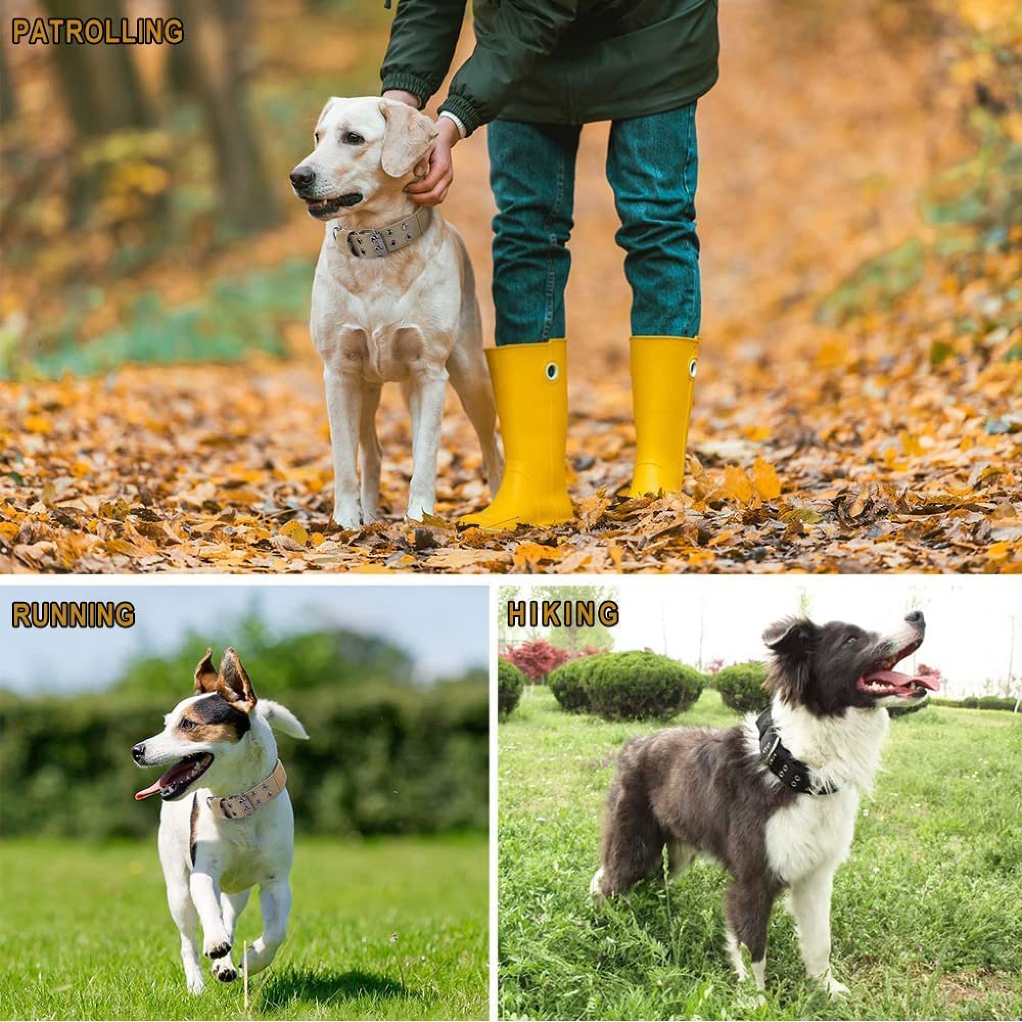 Ein Hund auf einem Blatt-bedeckten Weg, ein Hund, der auf Gras rennt, und ein Hund im Gras.