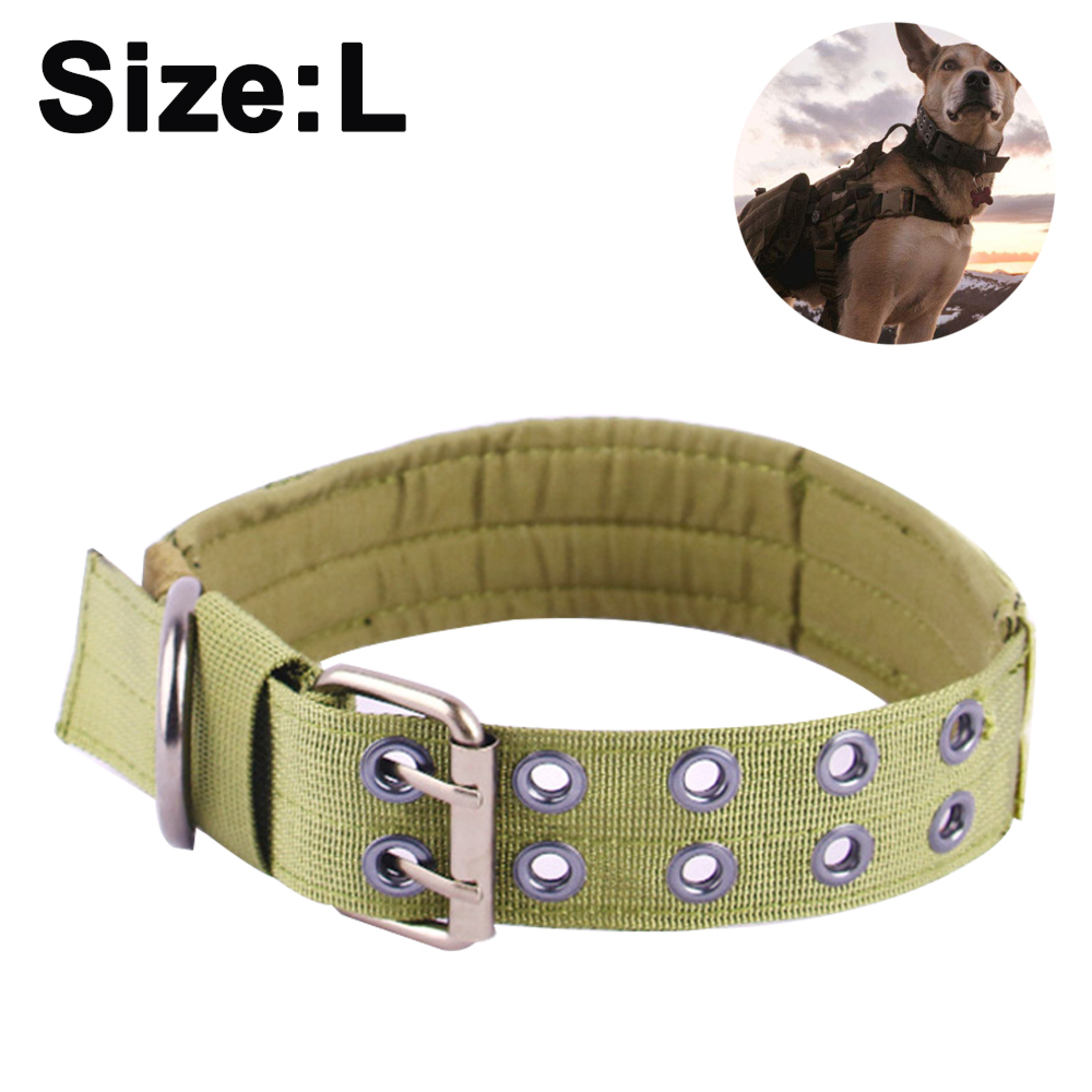 Ein olivgrüner Hundehalsband mit Metallösen und Schnalle.