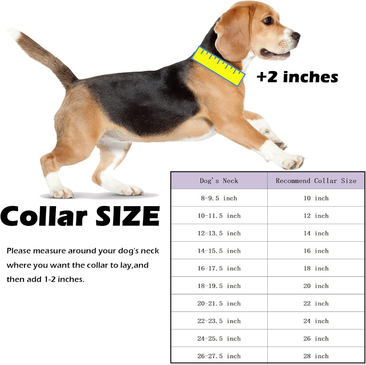 Beagle mit Maßband am Hals, Größentabelle für Hundehalsbänder.