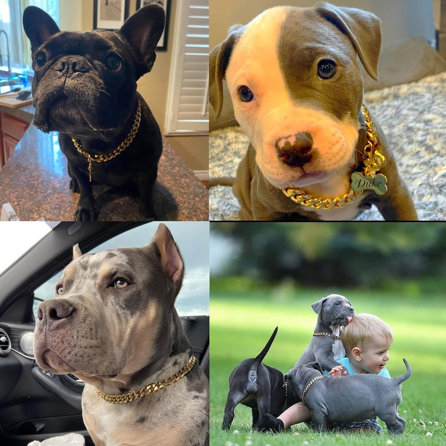 Vier Hunde: ein schwarzer Bulldogge, ein Welpe und zwei weitere Hunde mit einem Kind im Freien.