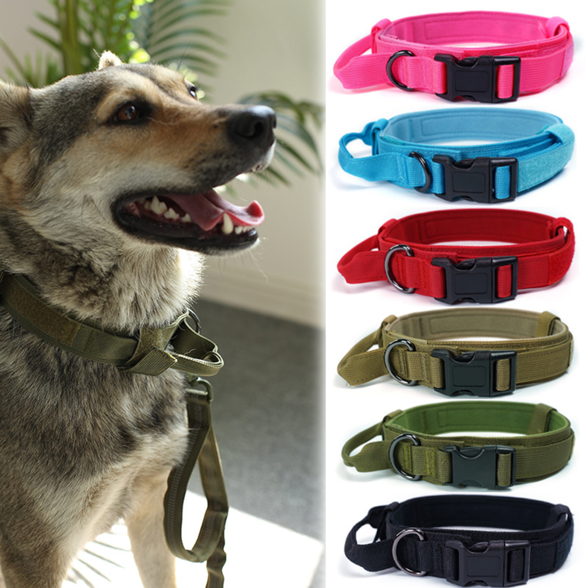 Ein Hund trägt ein grünes Halsband. Daneben sind fünf weitere Halsbänder in Pink, Blau, Rot, Olivgrün und Schwarz.