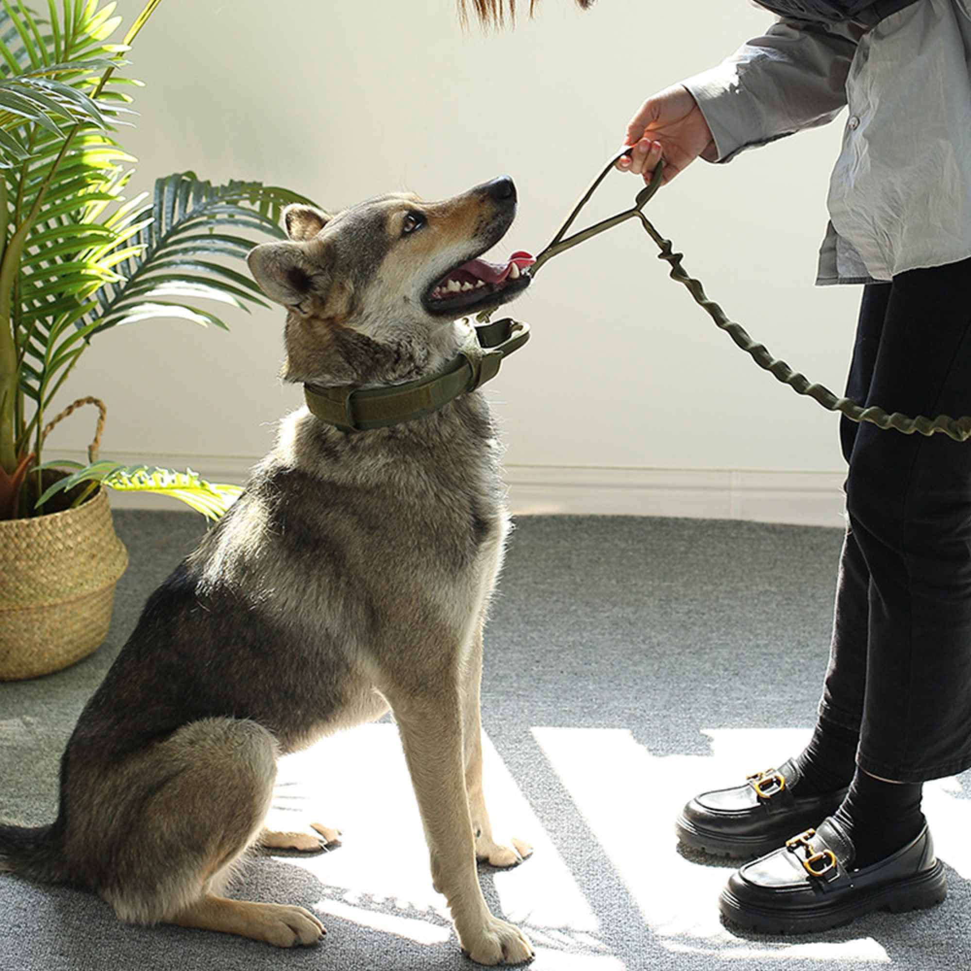 Ein Hund sitzt auf einem Teppich, während eine Person ihn an der Leine hält.