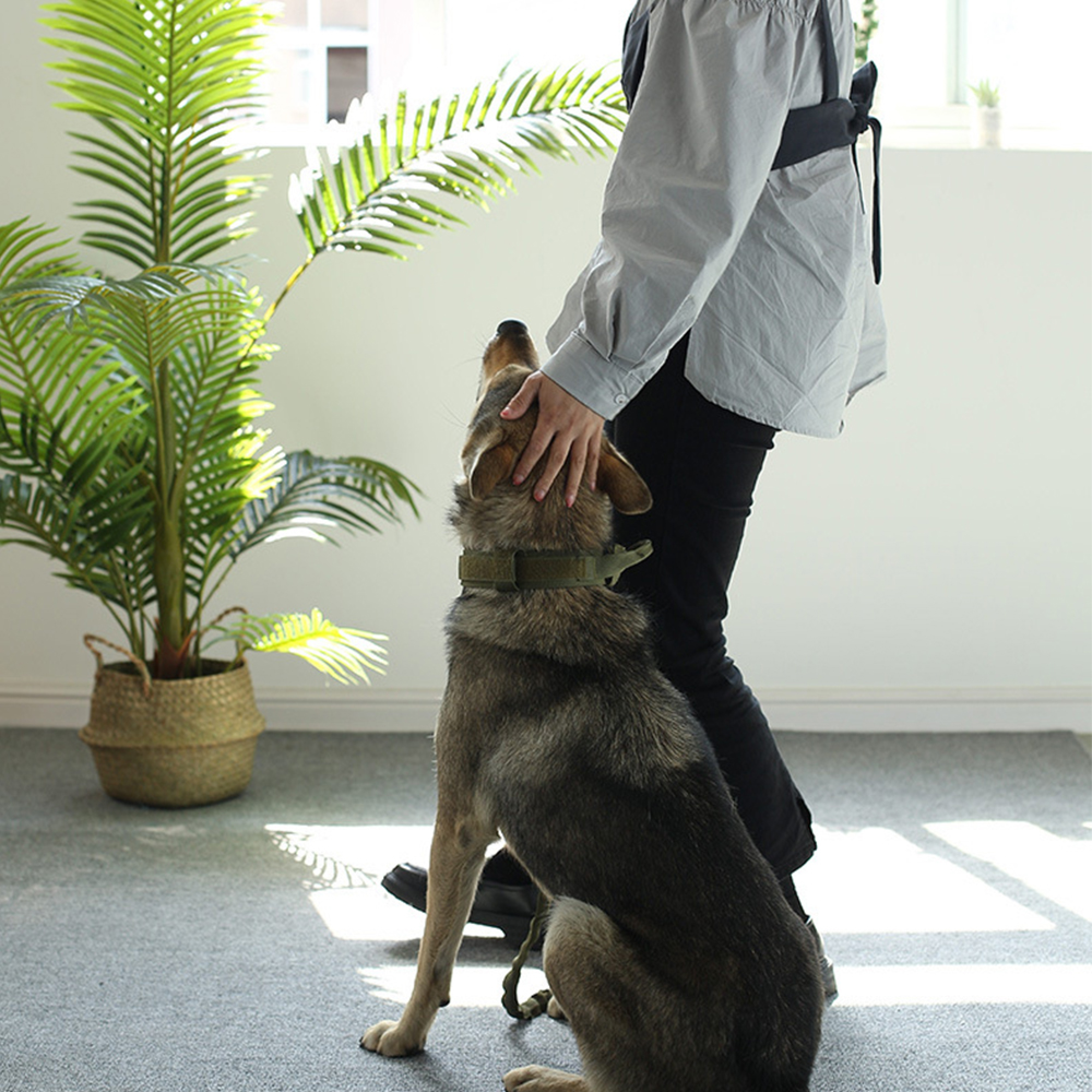 Eine Person streichelt einen Hund neben einer Palme.