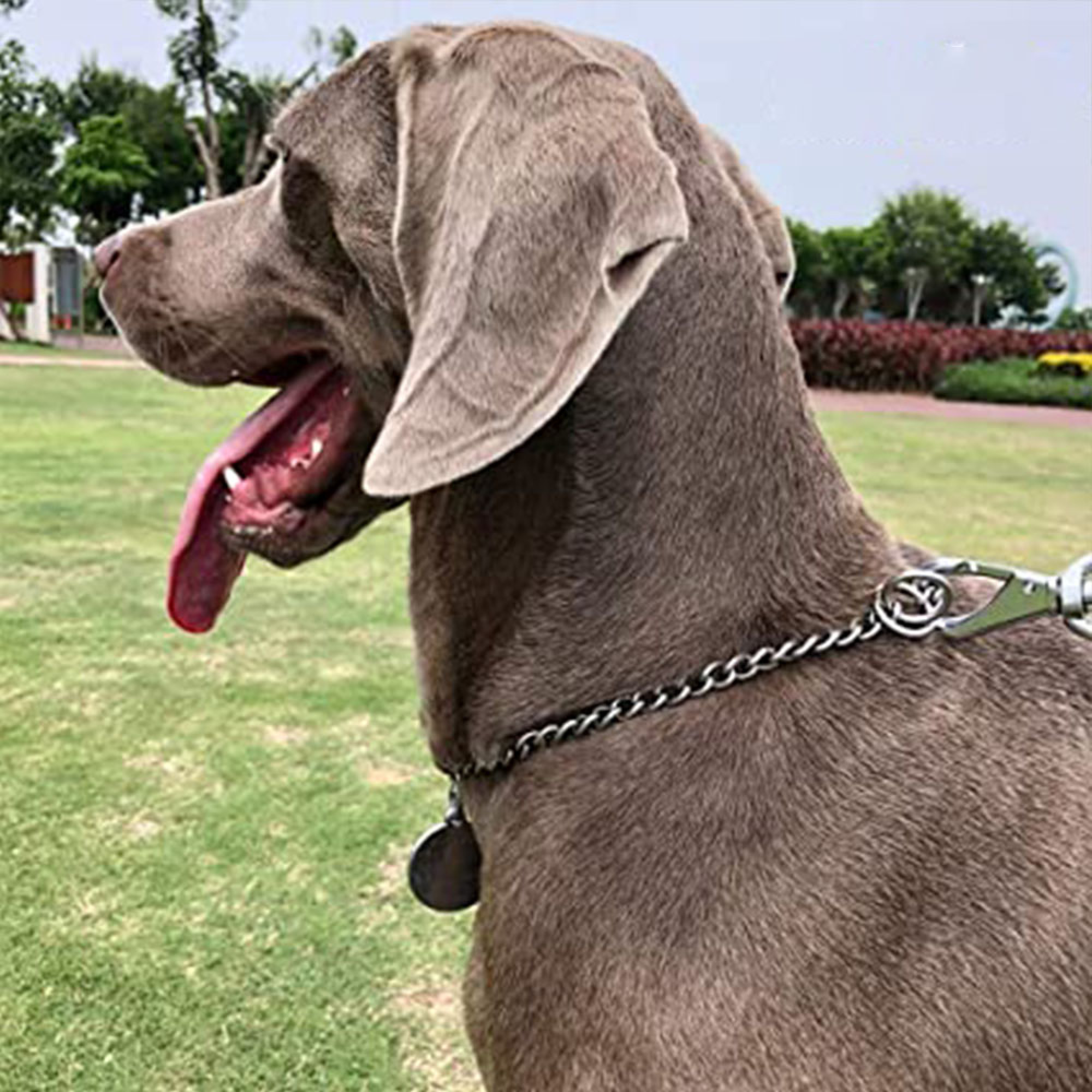 Ein grauer Weimaraner mit herausgestreckter Zunge steht auf Gras. Bäume und Büsche im Hintergrund.