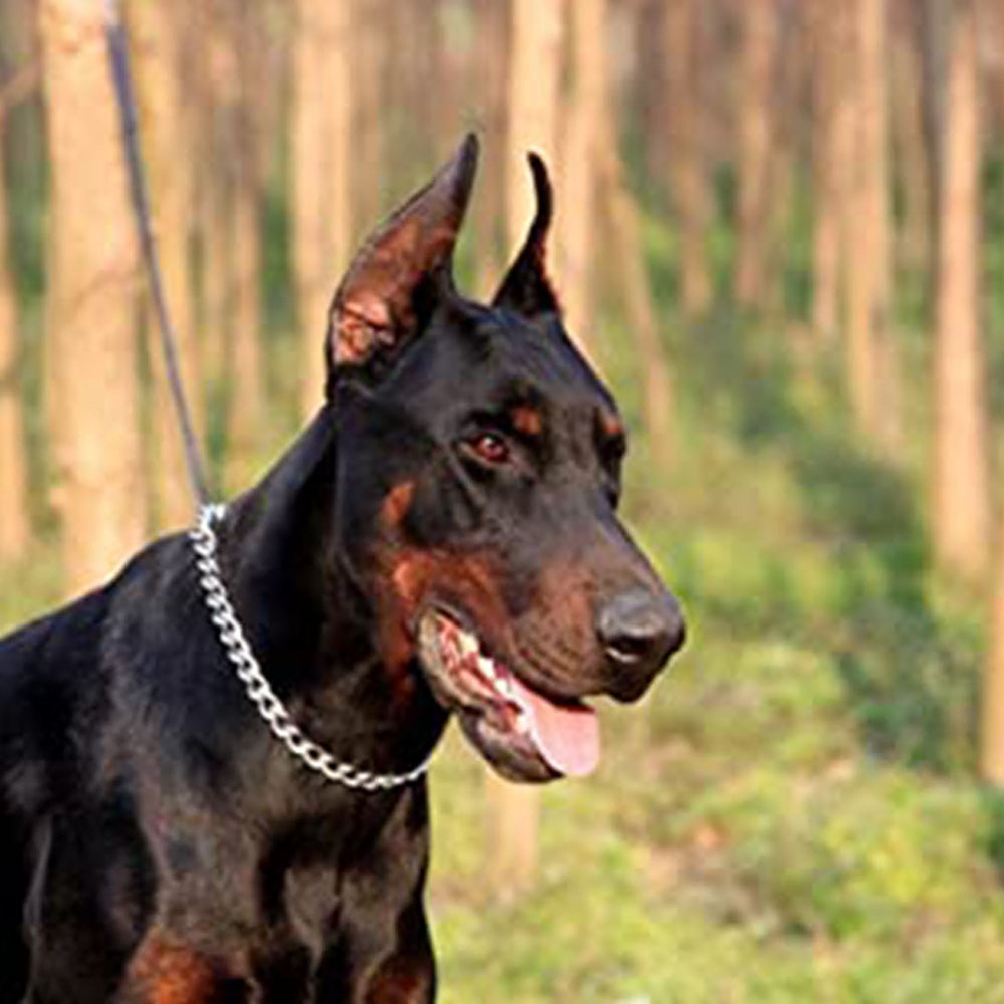 hundefutter test belcando Belcando Baseline 0 % Getreide, 70 % Fleisch und Innereien, Super Prem main image 0