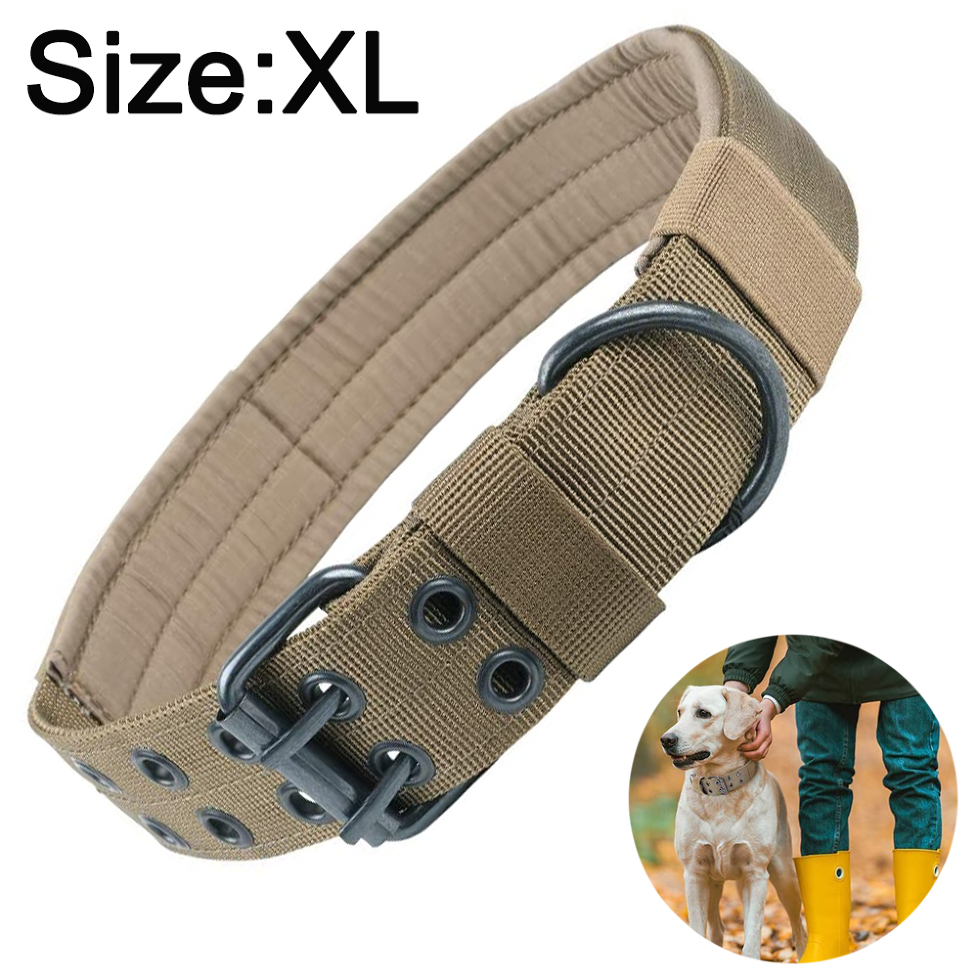 Ein braunes Hundehalsband mit Metallverschluss und ein Labrador mit Halsband.