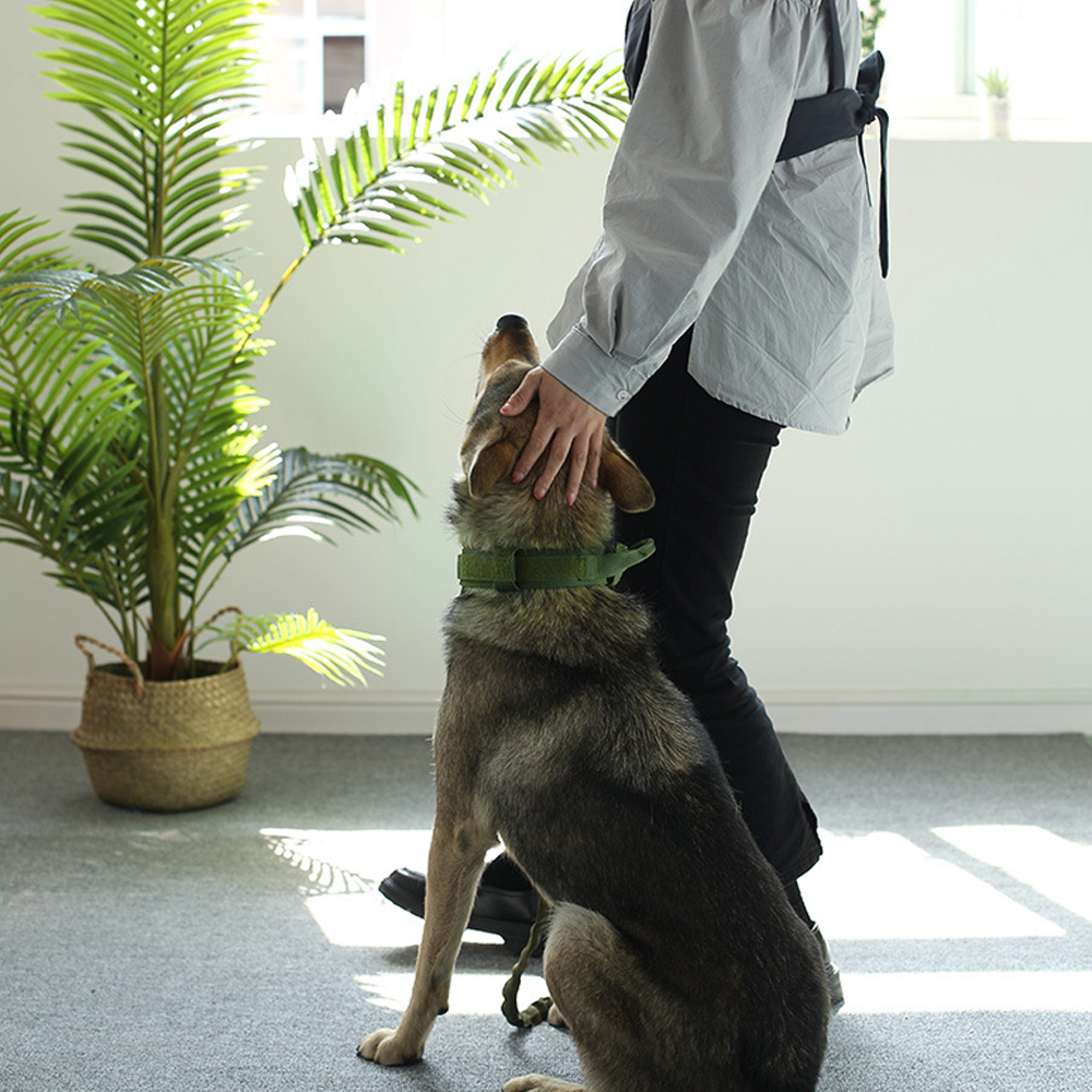 Ein Hund sitzt, während eine Person ihm über den Kopf streichelt. Eine Palme steht daneben.