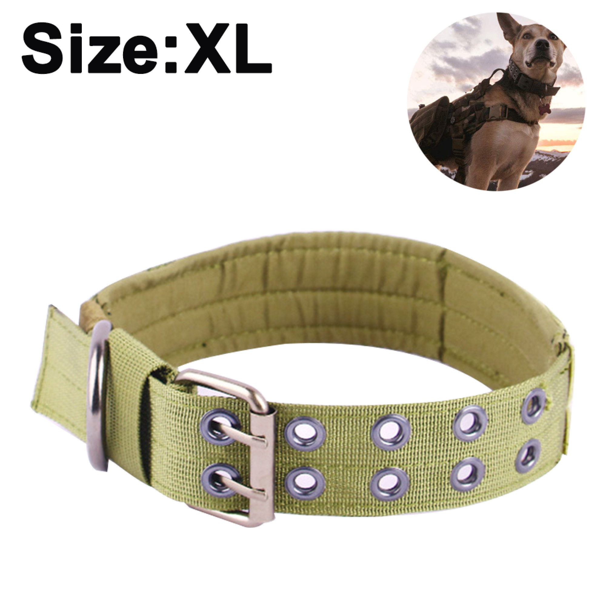 Grünes Hundehalsband mit silbernen Ösen und Schnalle. Text: Size: XL.