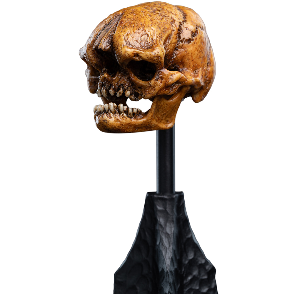 Ein braunes Totenkopfmodell auf einem schwarzen Ständer, weißer Hintergrund.