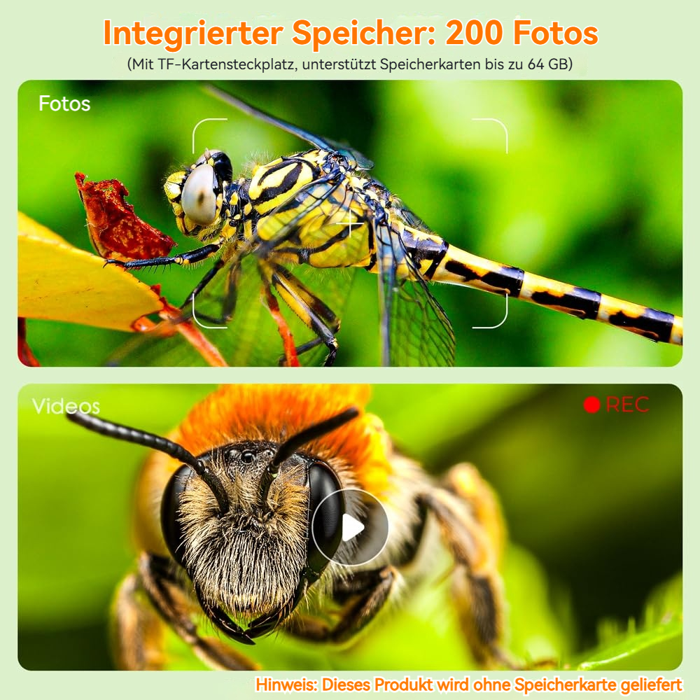 Oben: Libelle auf Blatt. Unten: Biene vor der Kamera mit REC-Symbol.