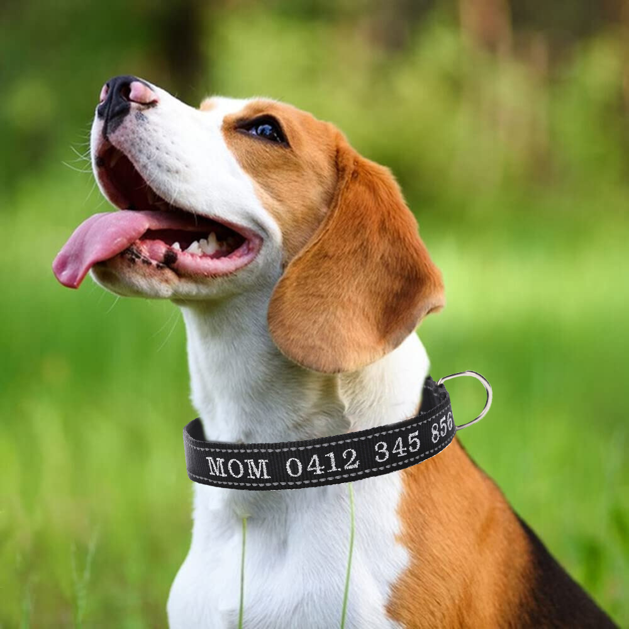 hundefutter mit strau Hundefutter Strau Kartoffeln