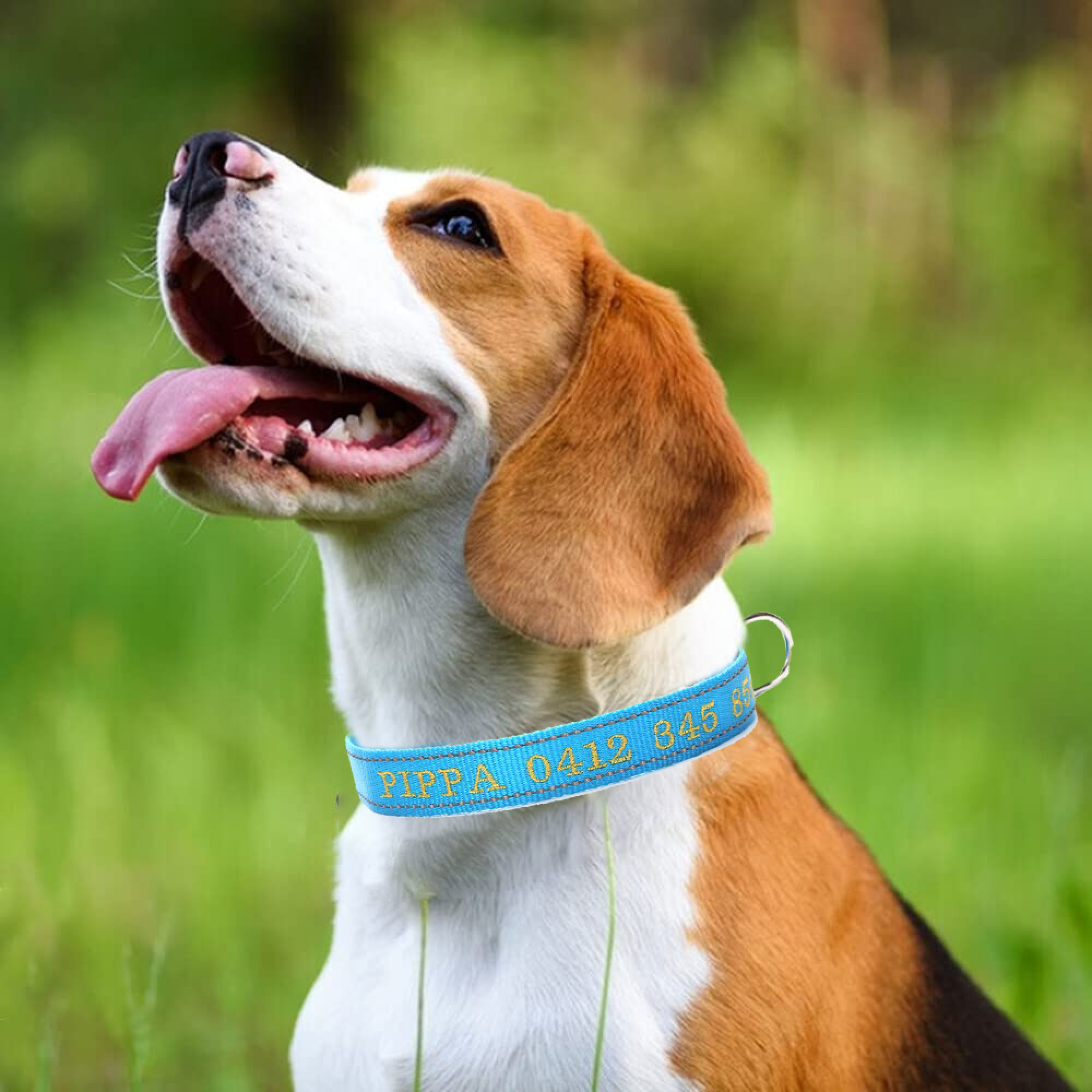 Ein Beagle mit einem blauen Halsband mit goldener Schrift sitzt im Gras.