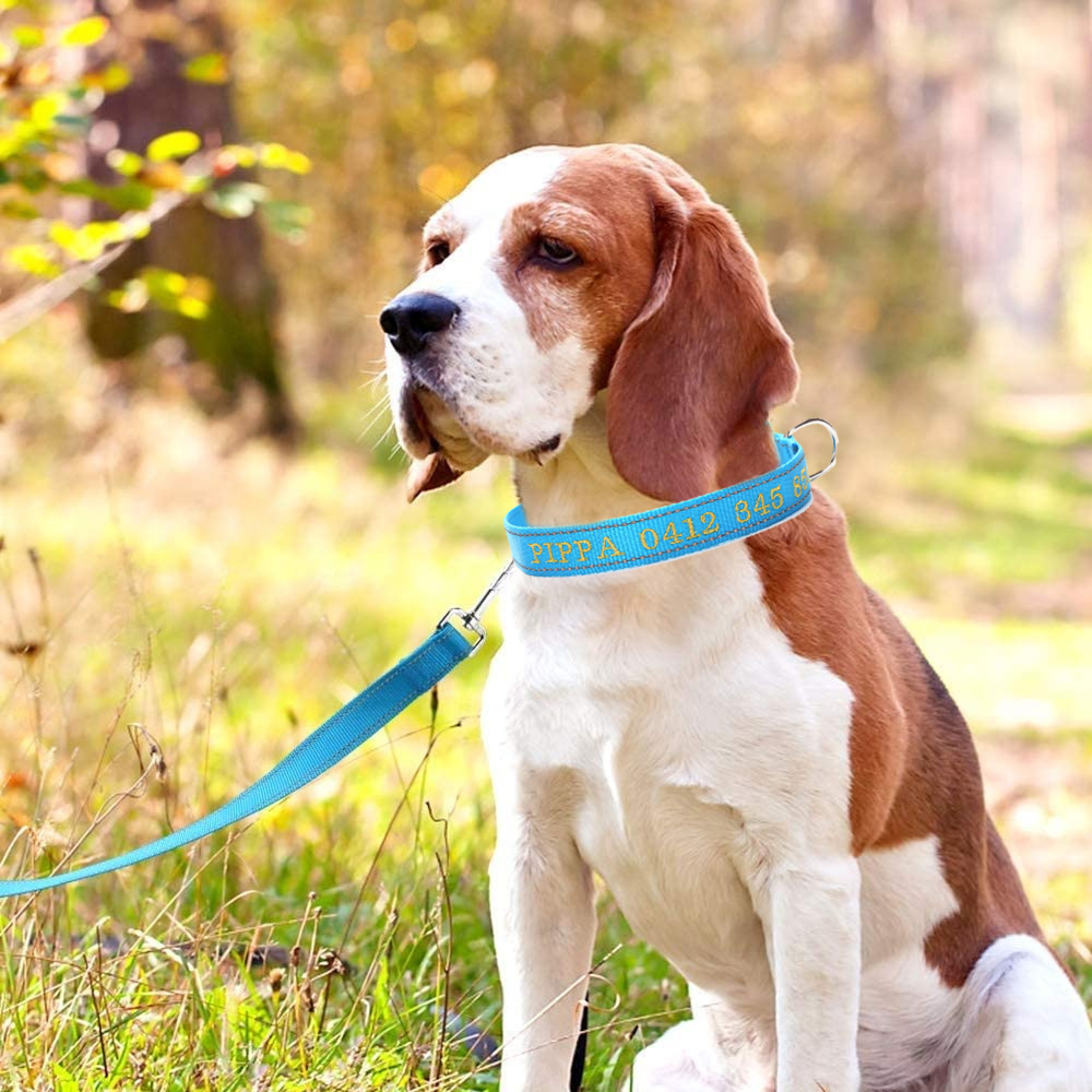 Beagle-Hund im blauen Halsband und Leine sitzt im Gras mit Bäumen dahinter.