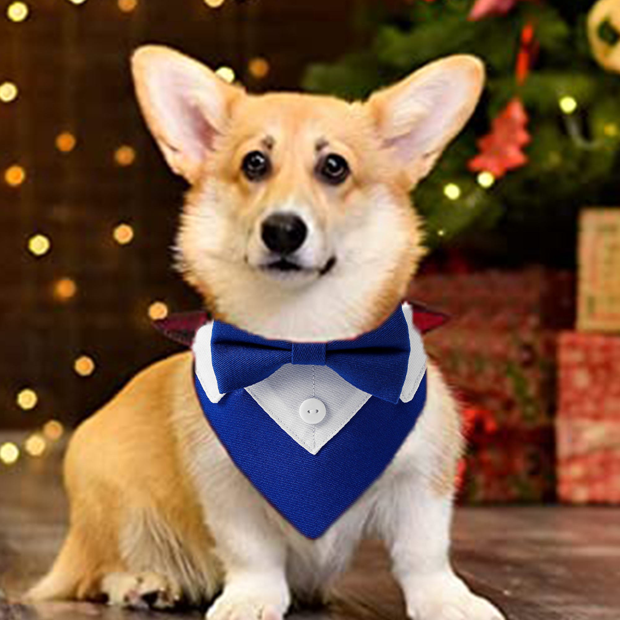 Ein Corgi mit blauer Fliege sitzt vor einem Weihnachtsbaum mit Geschenken.