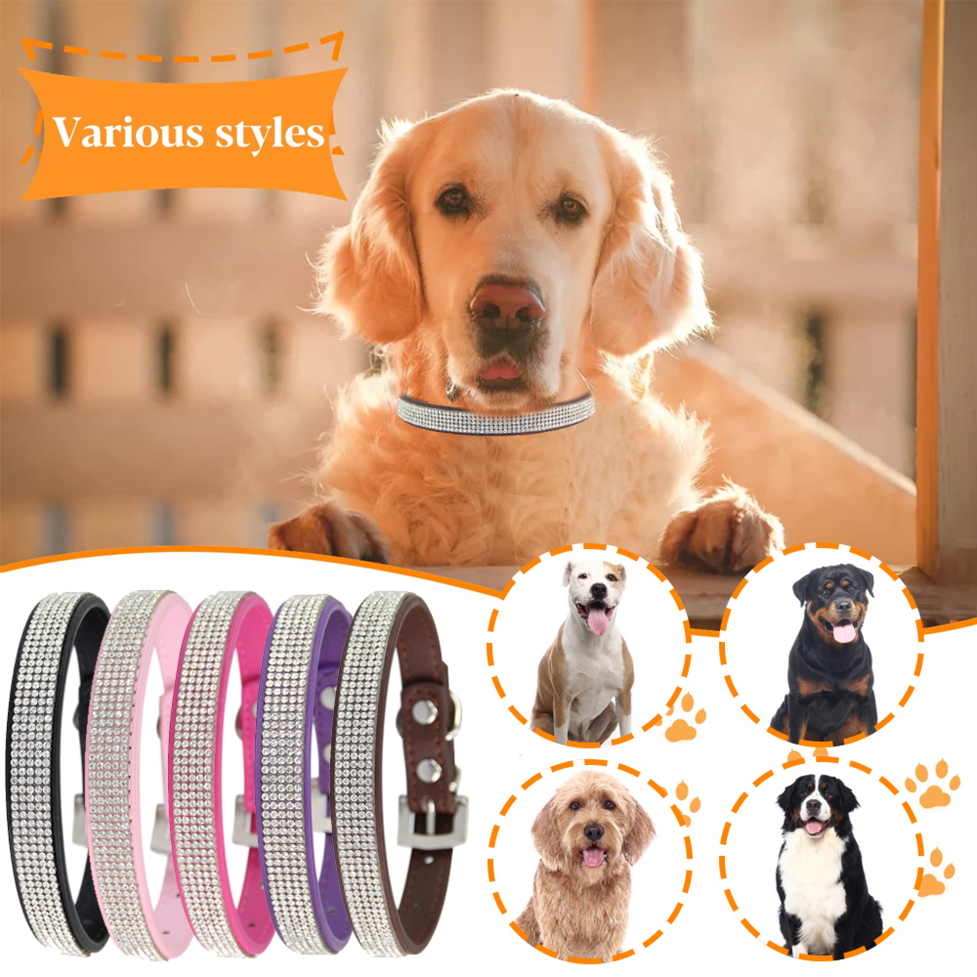 Ein Golden Retriever trägt ein glitzerndes Halsband. Daneben sind vier Hunde in Kreisen abgebildet.