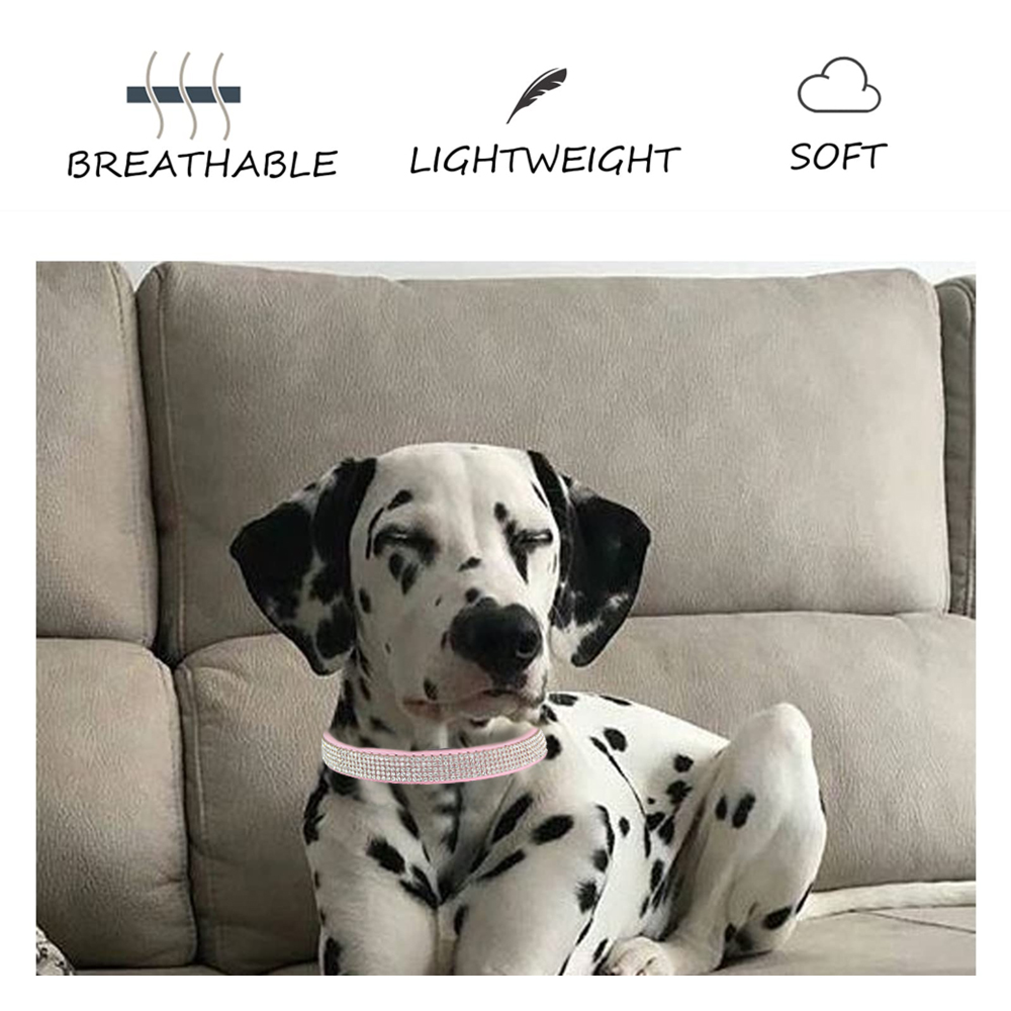 Ein Dalmatiner mit einem rosafarbenen Halsband sitzt auf einem Sofa.