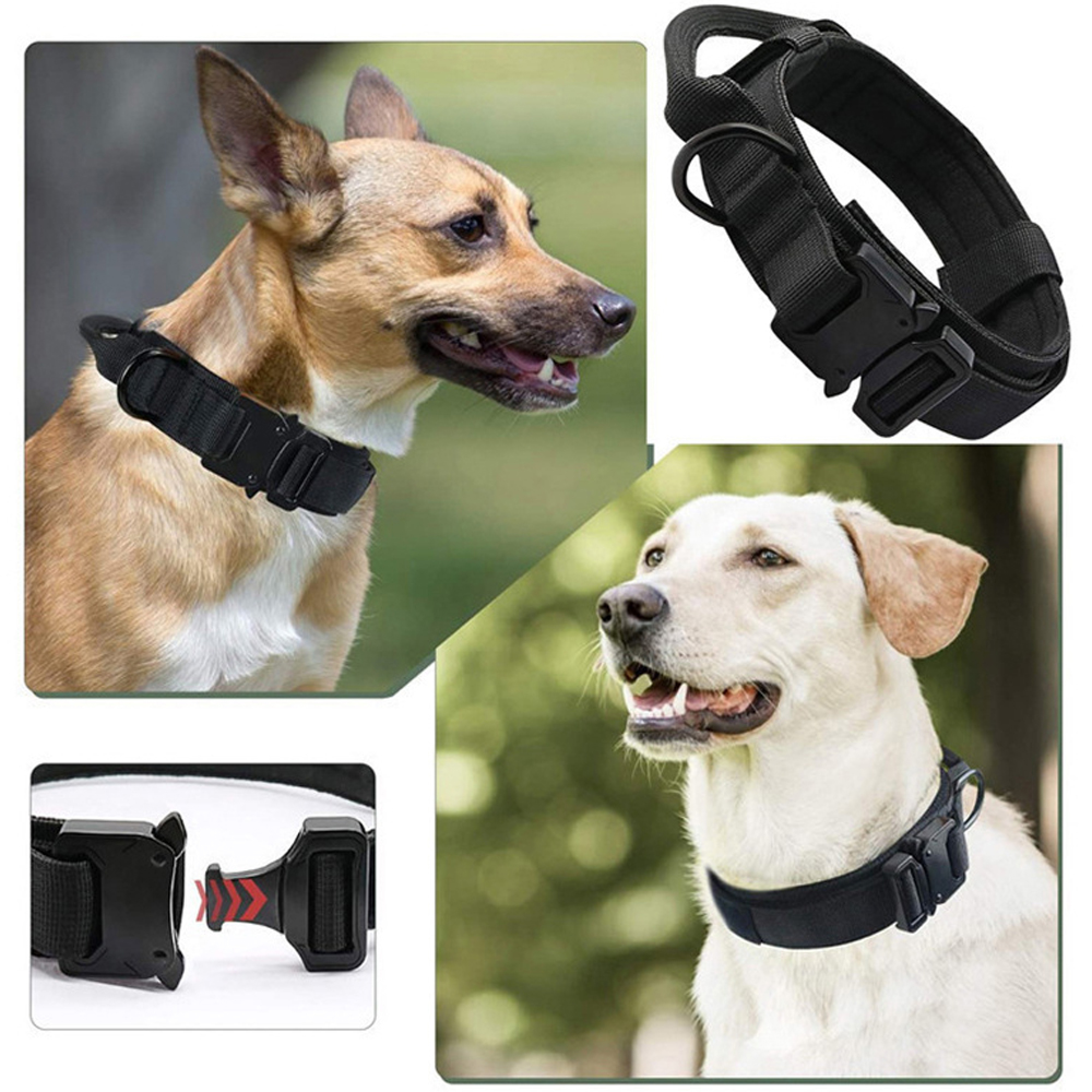 Zwei Hunde tragen schwarze Halsbänder. Ein Detail zeigt das Halsband und einen Verschluss.