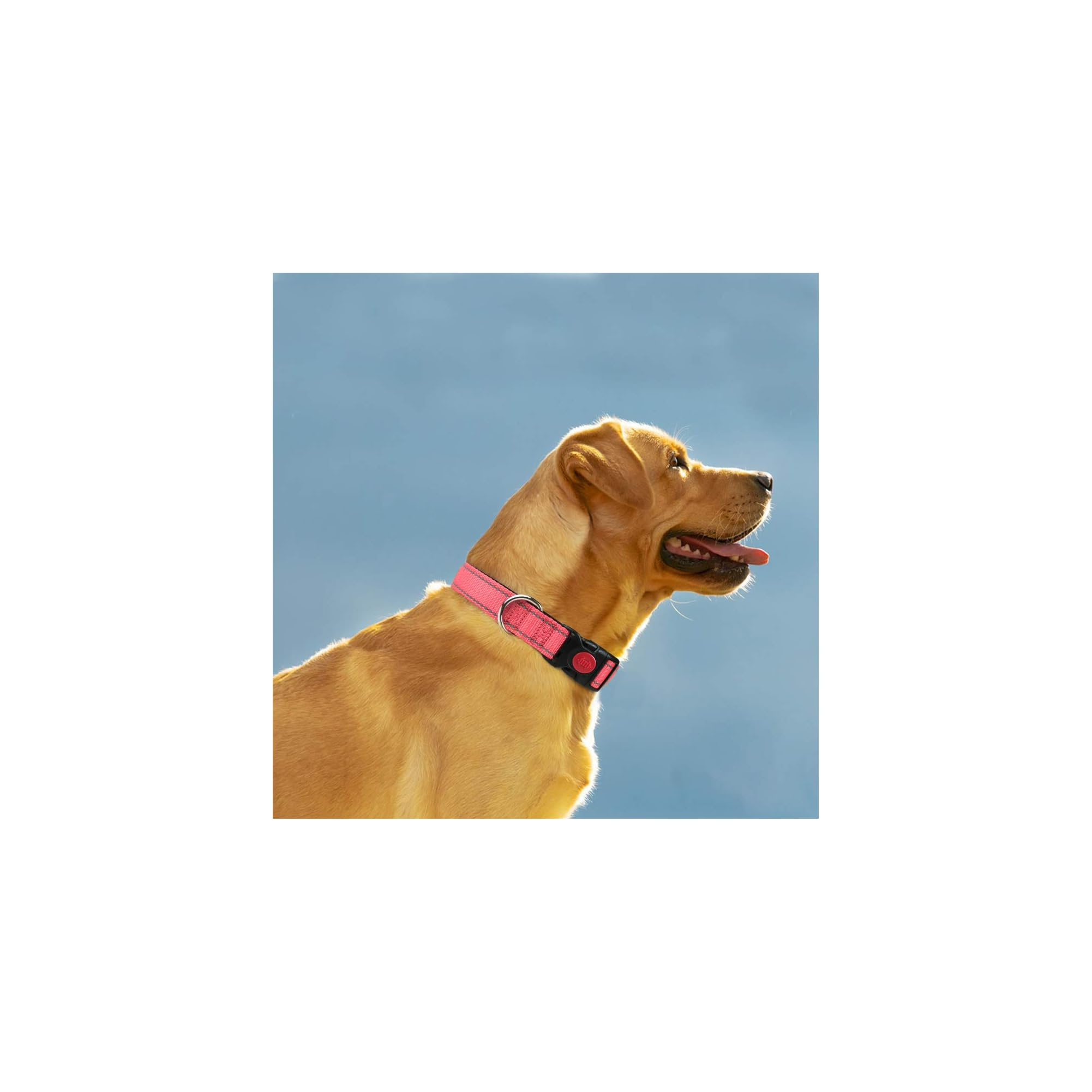 Ein goldener Labrador mit einem rosa Halsband im Profil vor blauem Himmel.