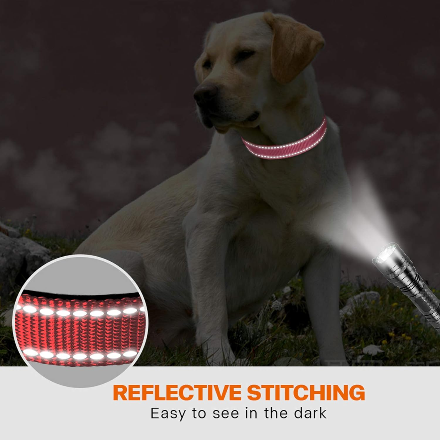 Ein Hund mit einem reflektierenden Halsband sitzt draußen. Eine Taschenlampe leuchtet.