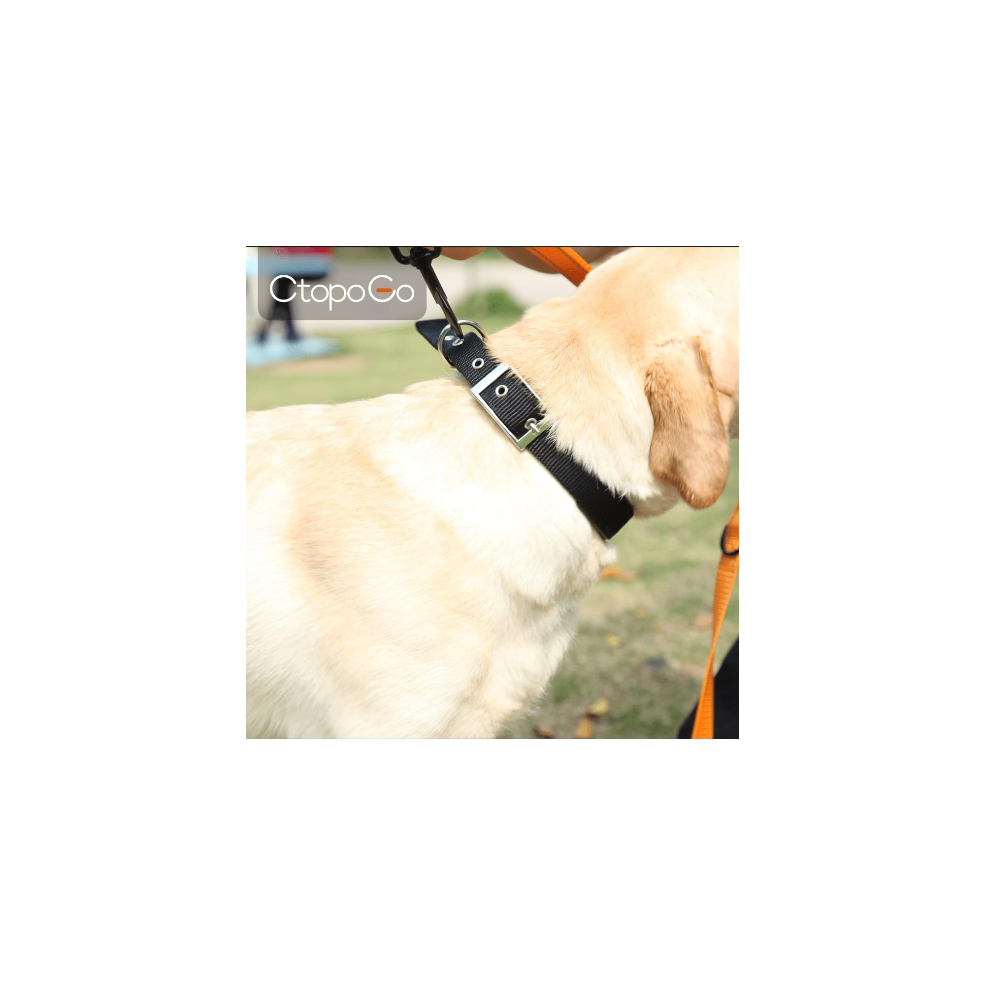 Nahaufnahme eines hellen Hundes mit schwarzem Halsband und silbernen Akzenten.