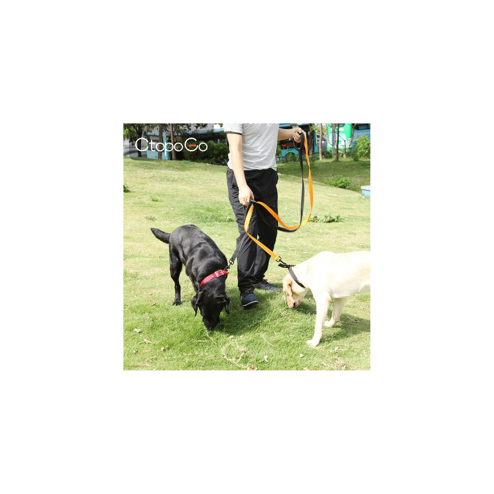 Person mit zwei Hunden an der Leine im Gras. Ein schwarzer und ein heller Hund.